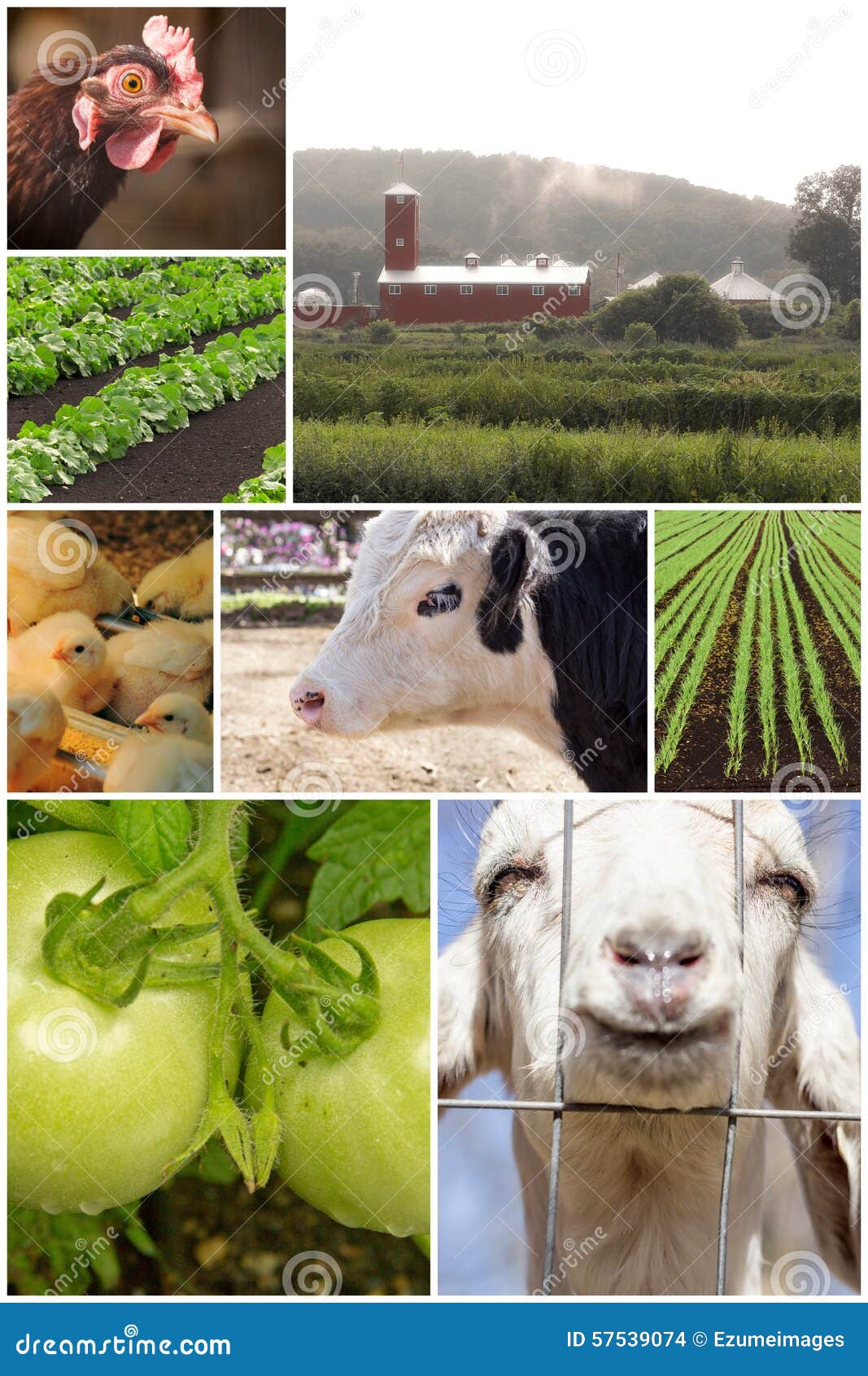 Collage Dell'animale Da Allevamento Fotografia Stock - Immagine di