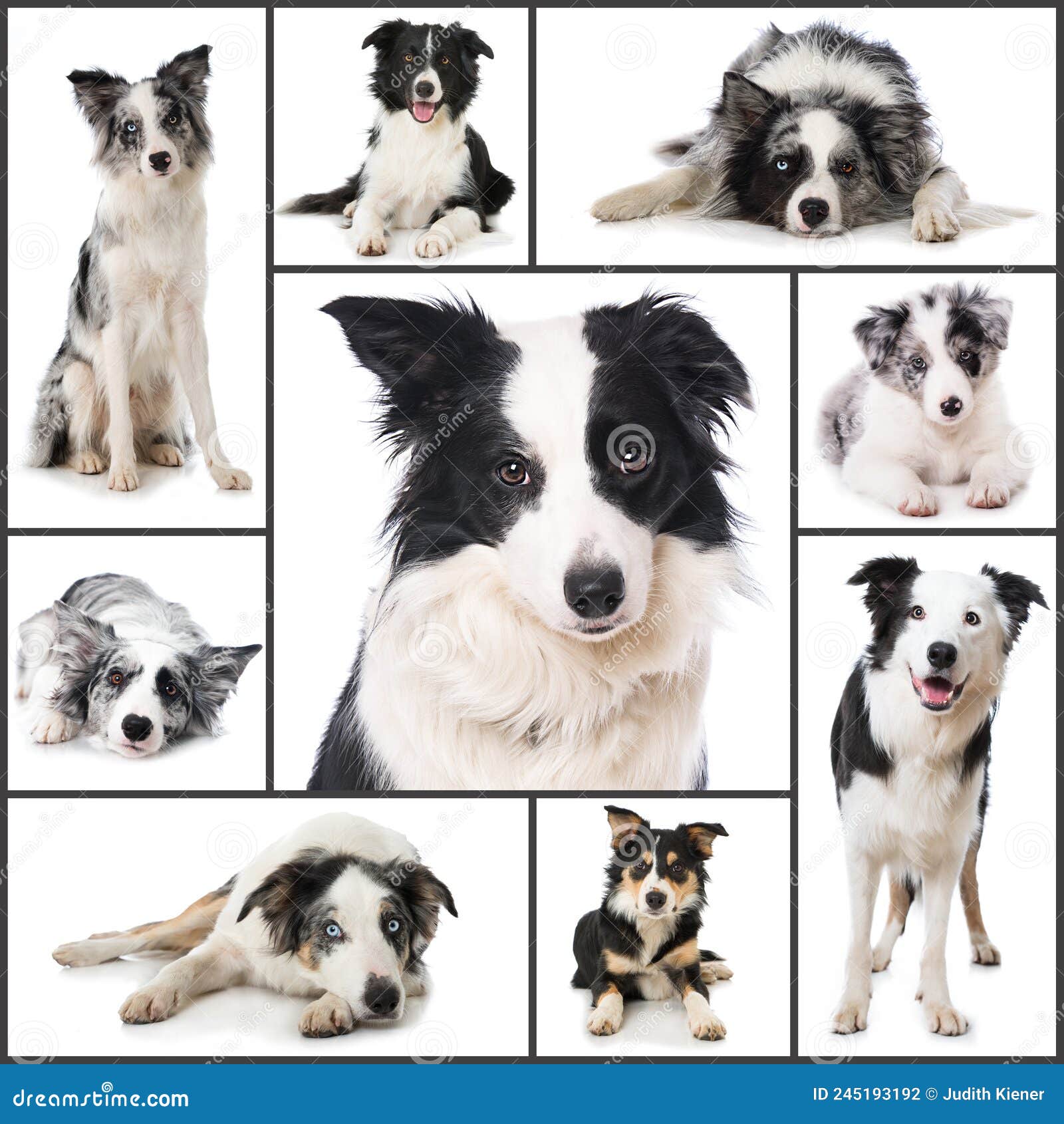 Are Border Collies Good Emotional Support Dogs