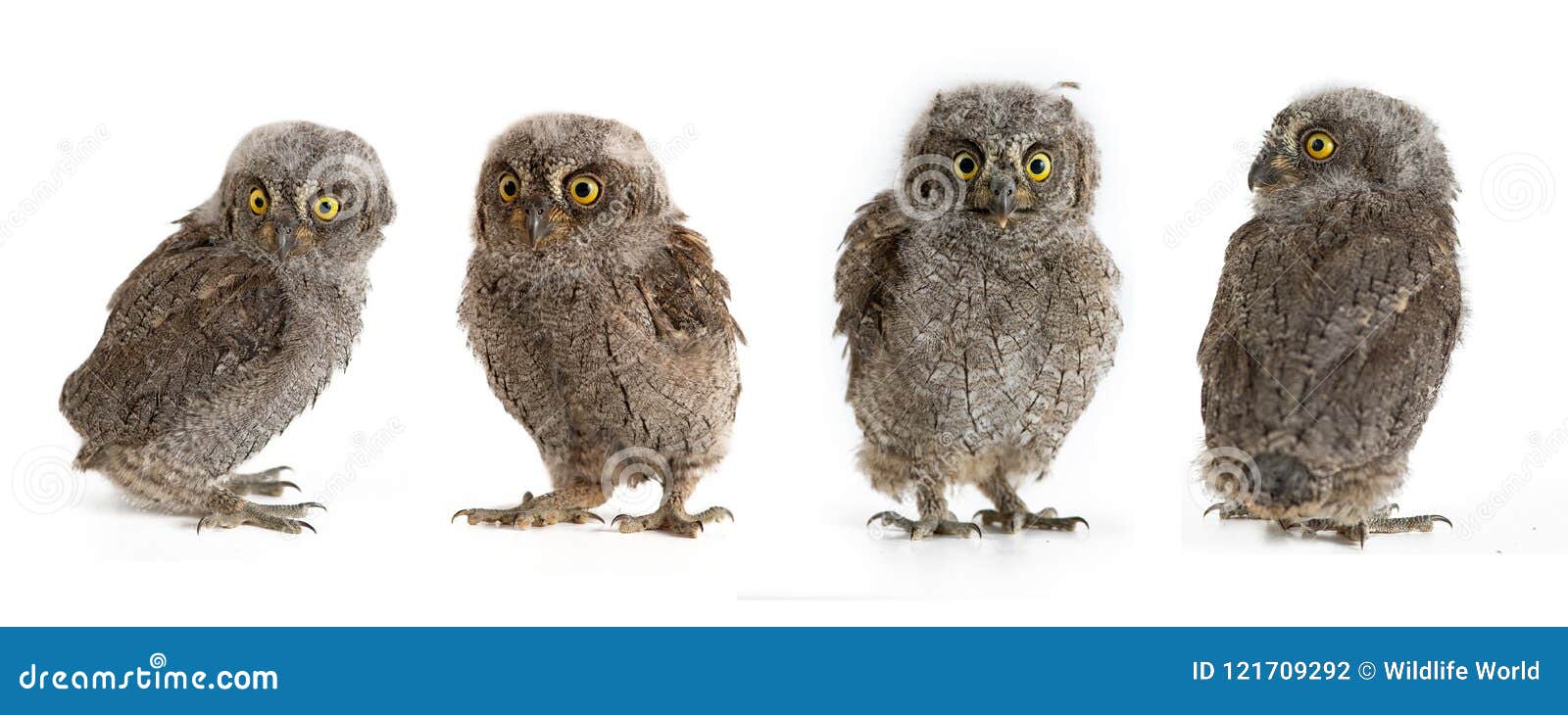 collage of european scops owl otus scops  on white background