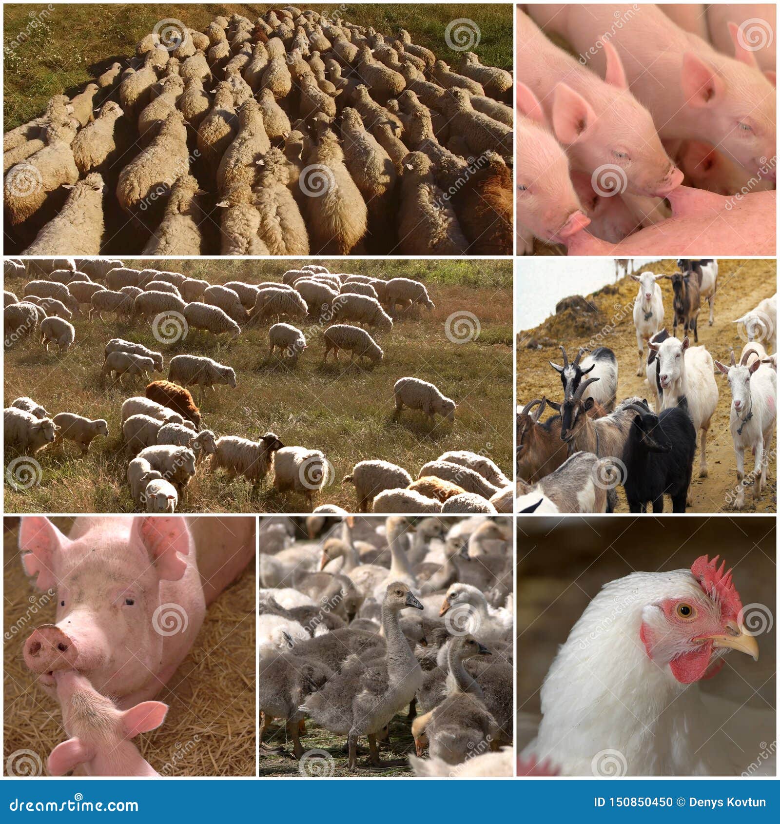 Collage Of Farm Animals Stock Photo Image Of Fowl 150850450