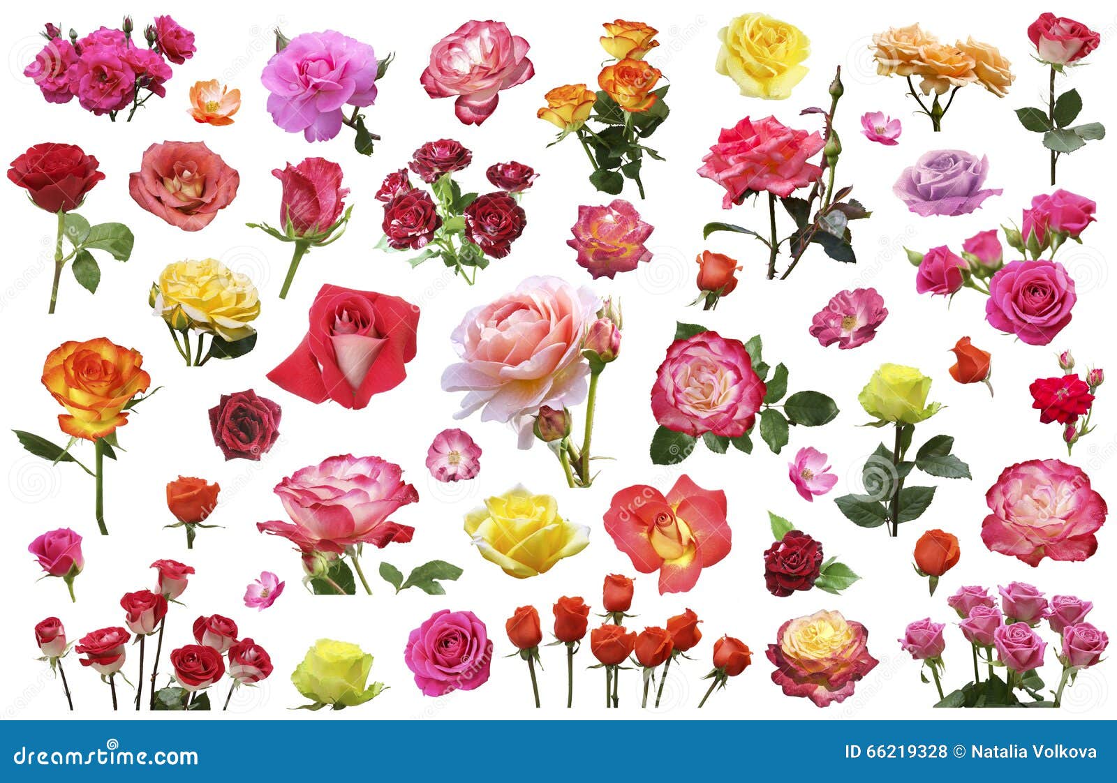 A Collage of Flowers of Roses of Different Colors and Varieties Stock