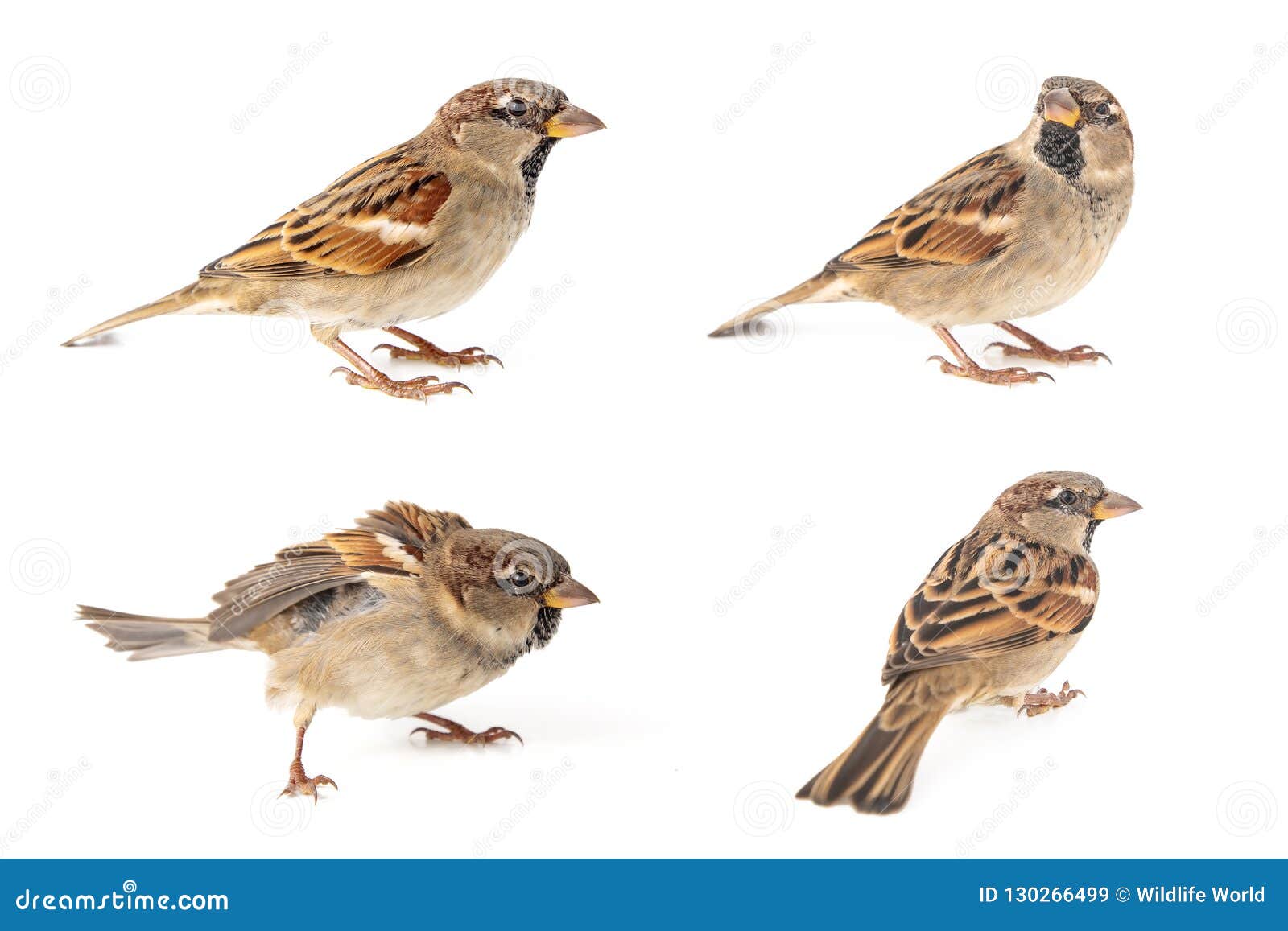 collage of four male house sparrow passer domesticus  on a white background