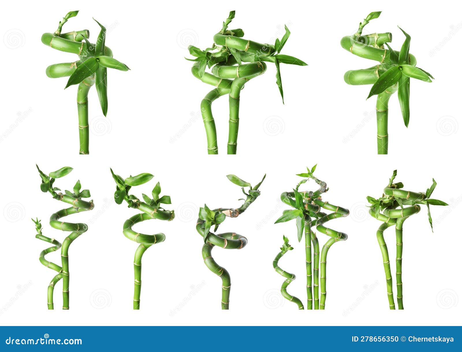 Collage with Green Bamboo Stems and Leaves on White Background Stock