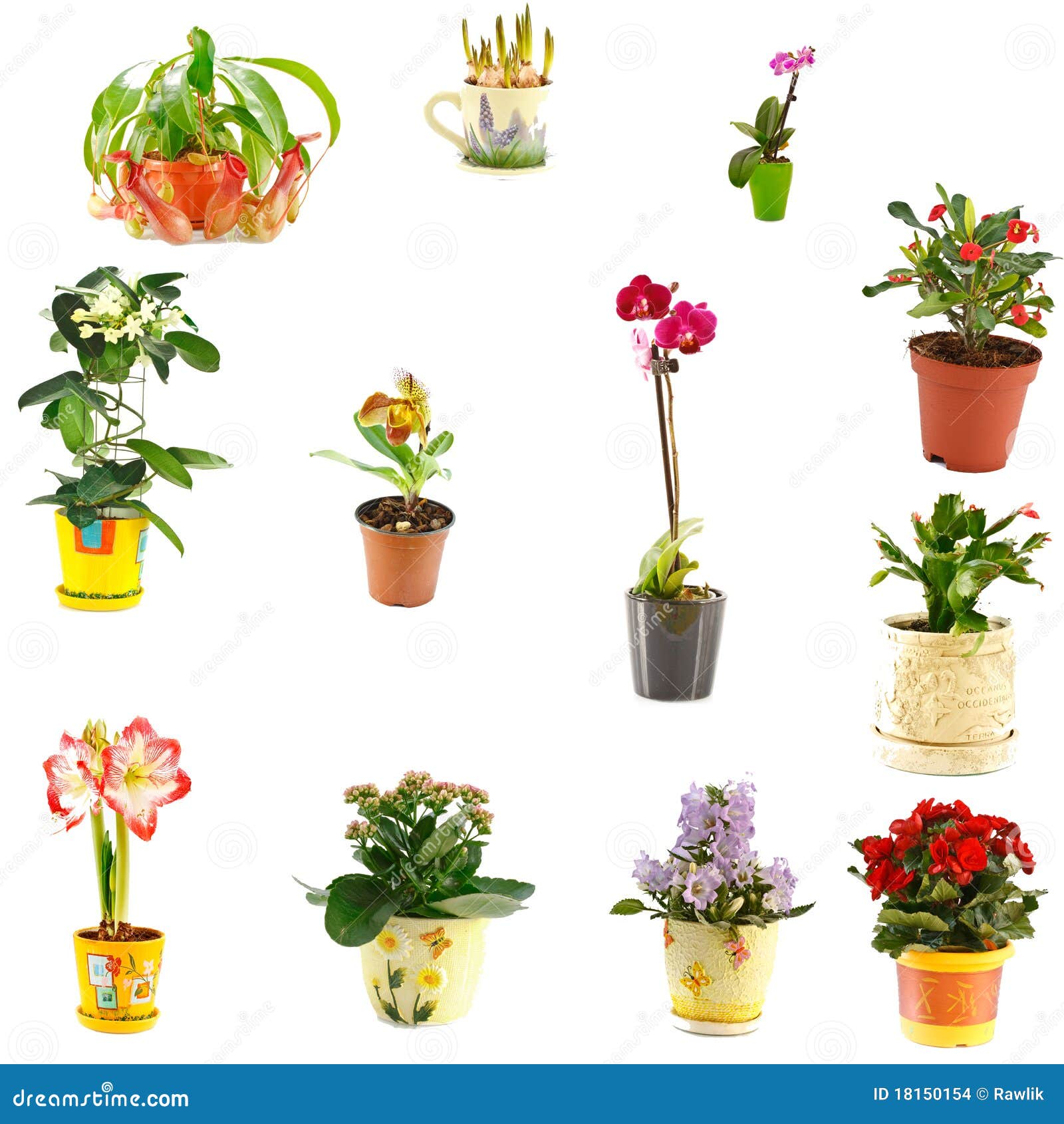 Collage of indoor plants stock photo. Image of blue, closeup 18150154