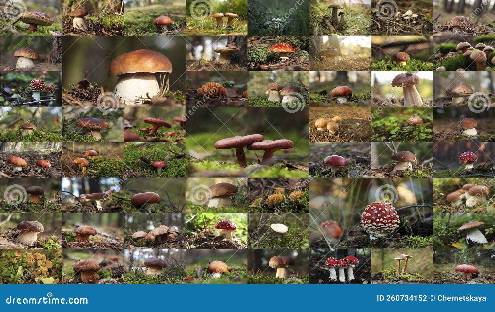 Collage with Photos of Different Wild Mushrooms in Forest Stock Photo