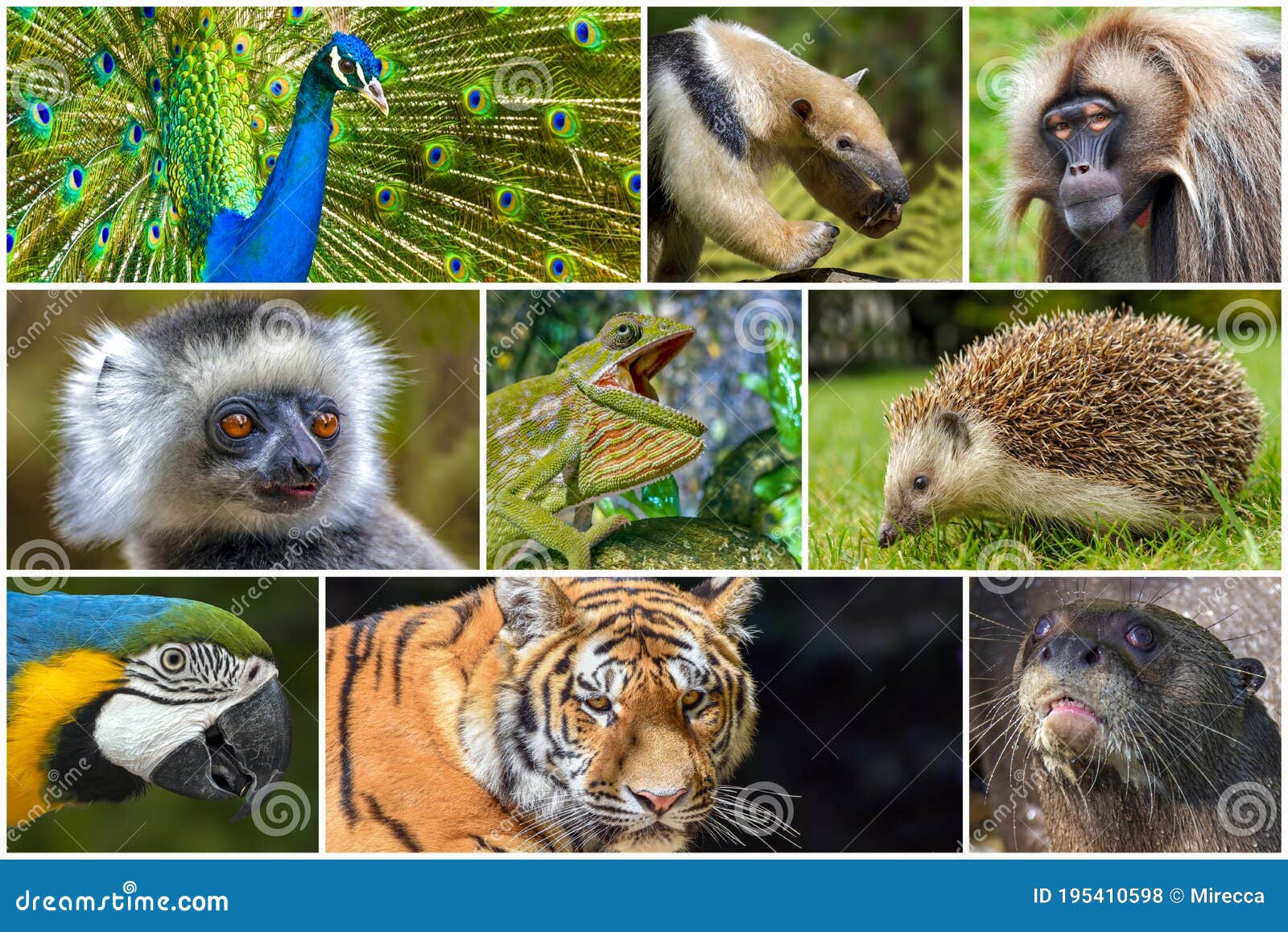A Collage of Photos about Wild Animals Stock Photo - Image of park, close:  195410598