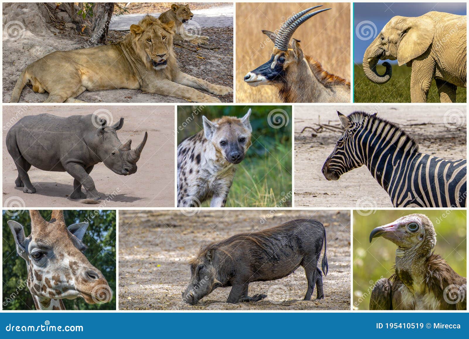 A Collage of Photos about Wild Animals - Africa Stock Image - Image of  collage, animals: 195410519