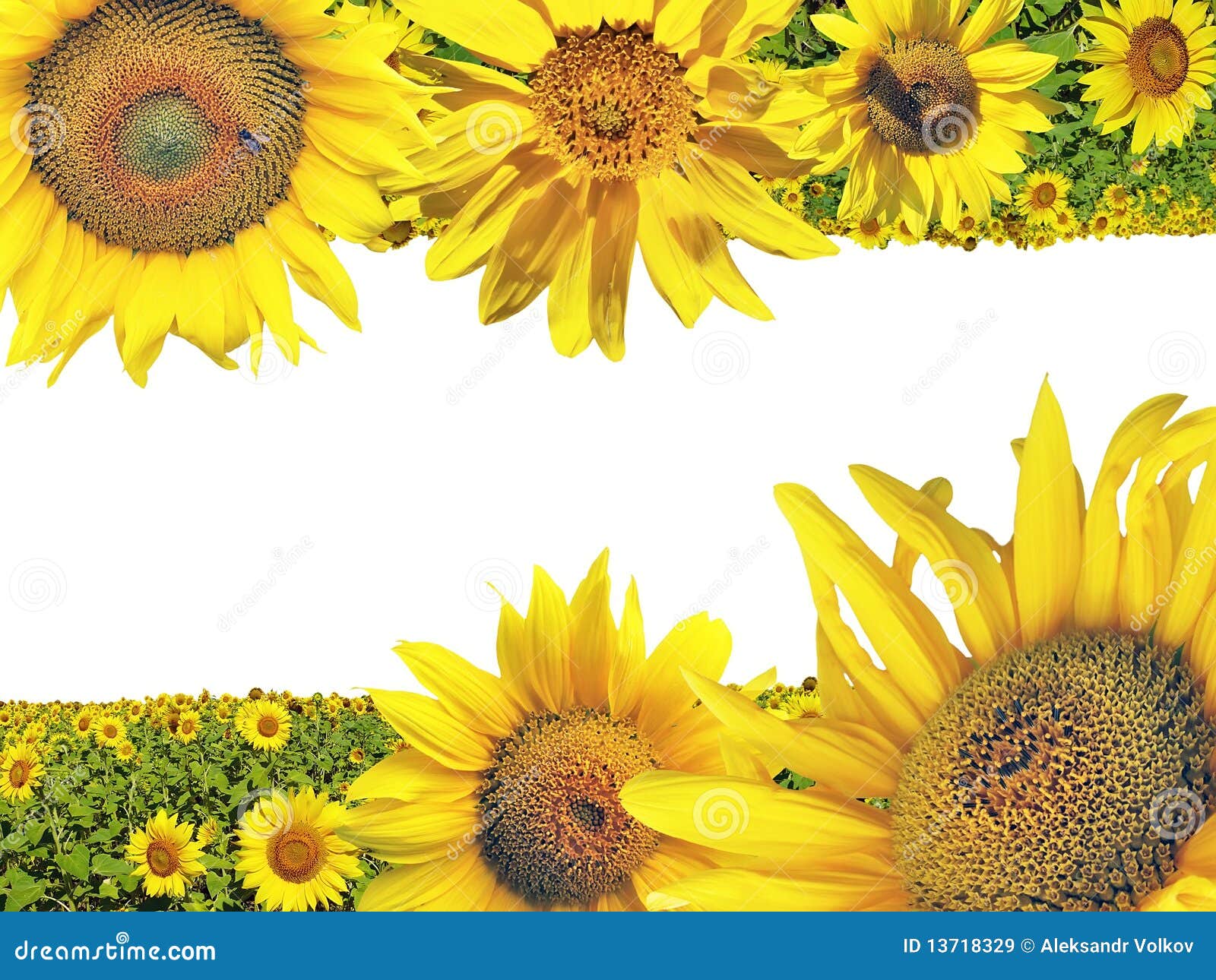 Collage Postcard with Sunflowers Stock Image Image of color, plant