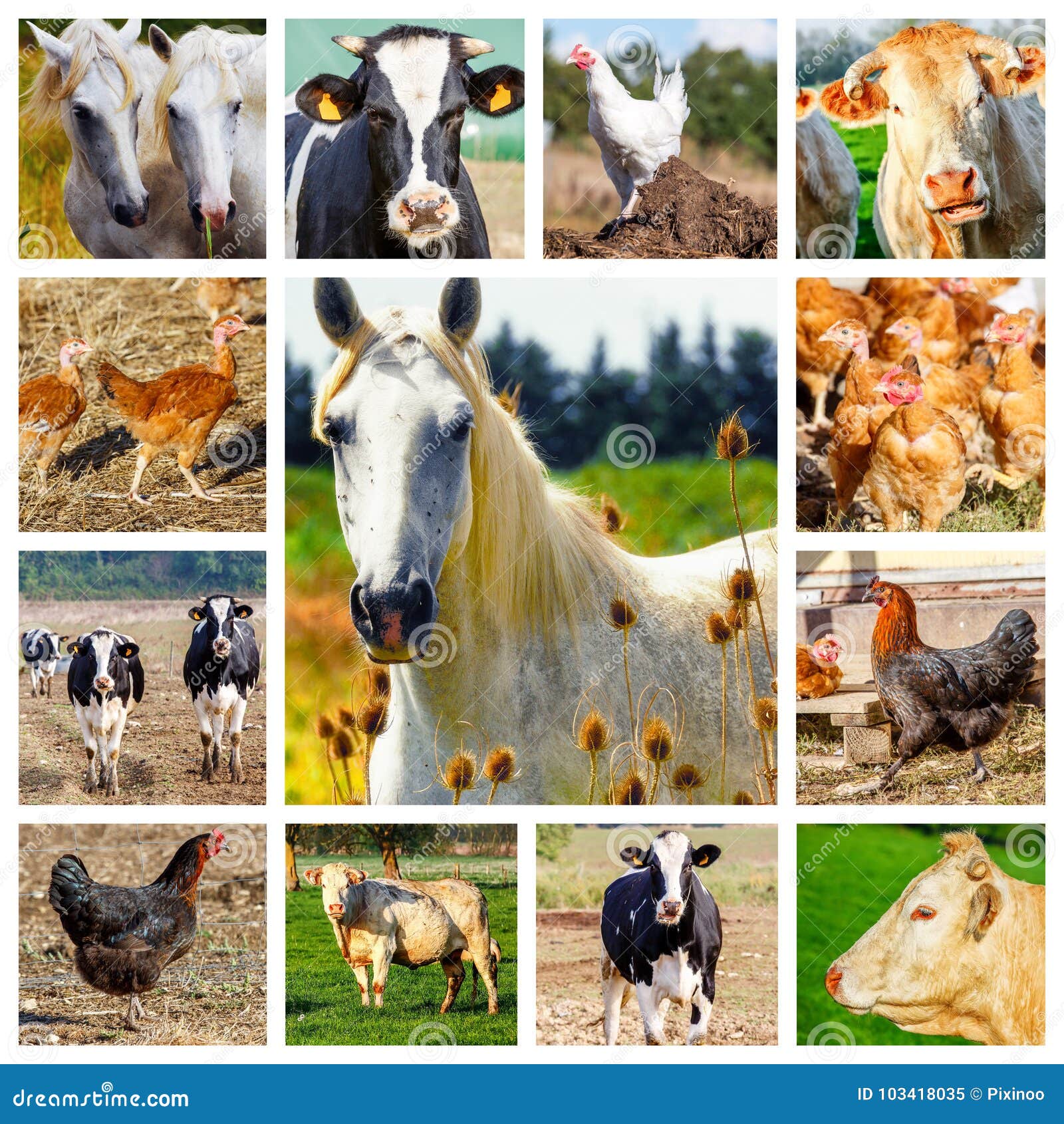 collage representing several farm animals and a wild horse