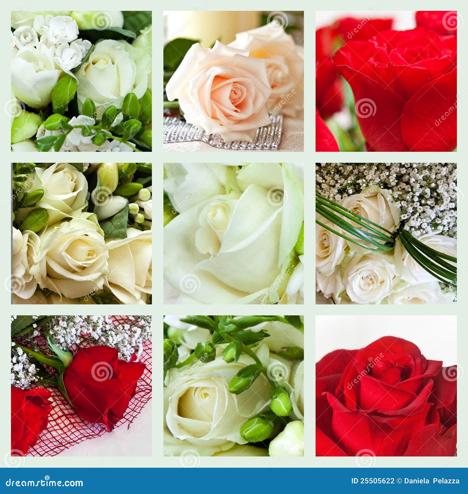 Collage of roses stock photo. Image of ceremony, collection 25505622