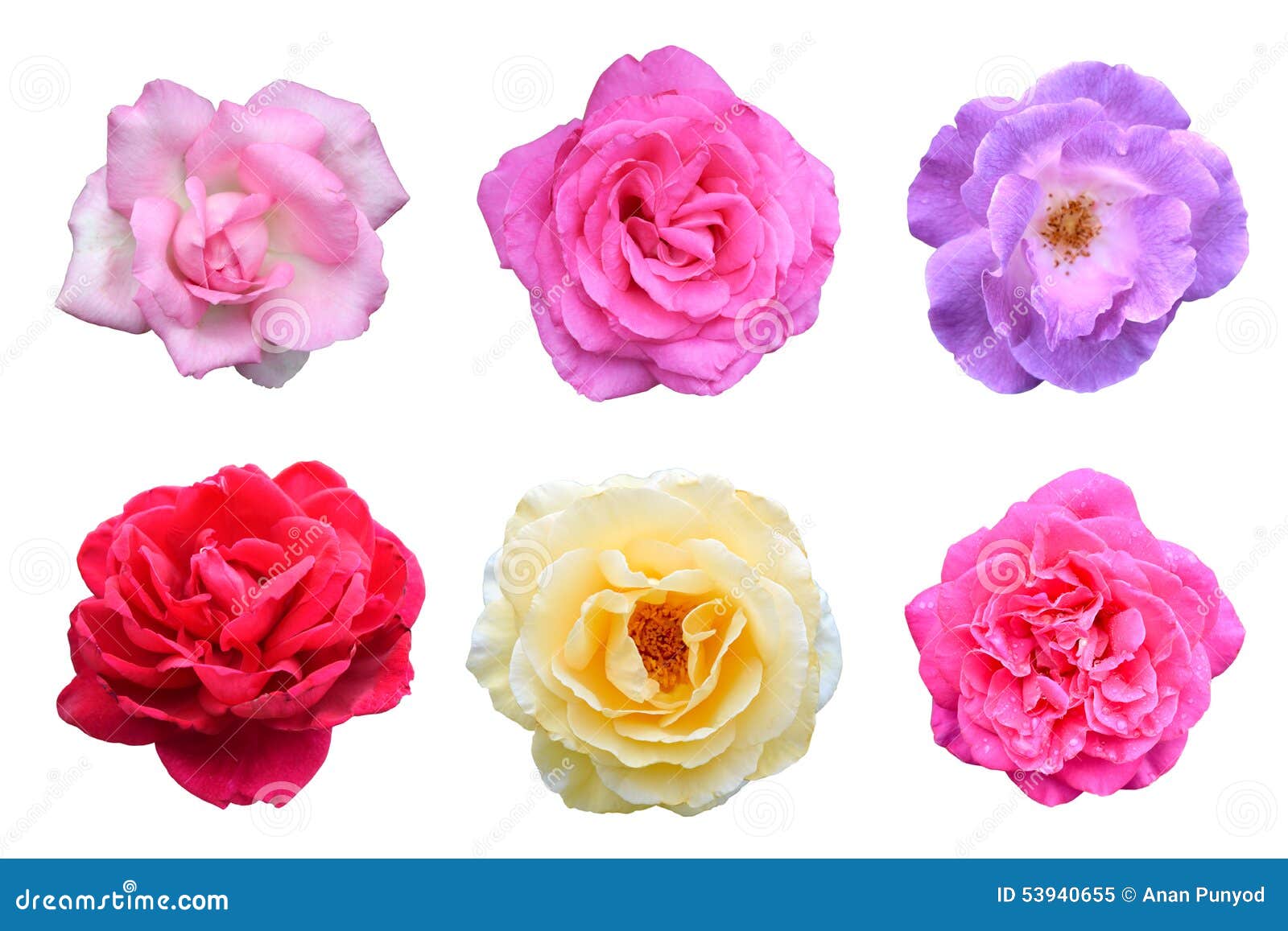 collage of roses flowers (rosa multiflora) is  white background