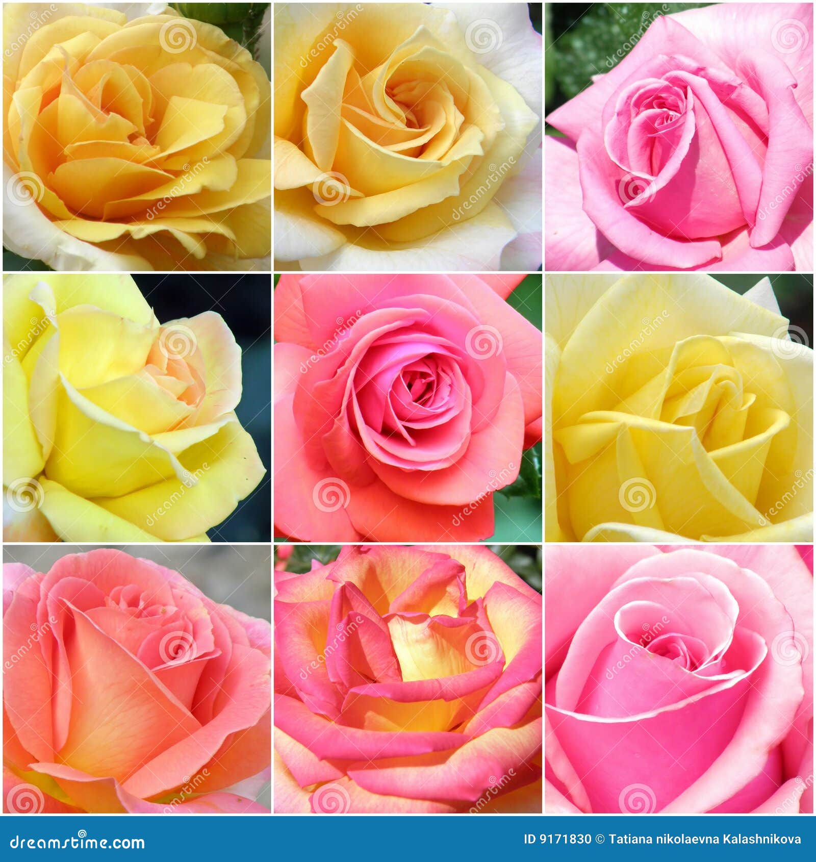 Collage of Roses from Photos Stock Photo Image of gift, floral 9171830