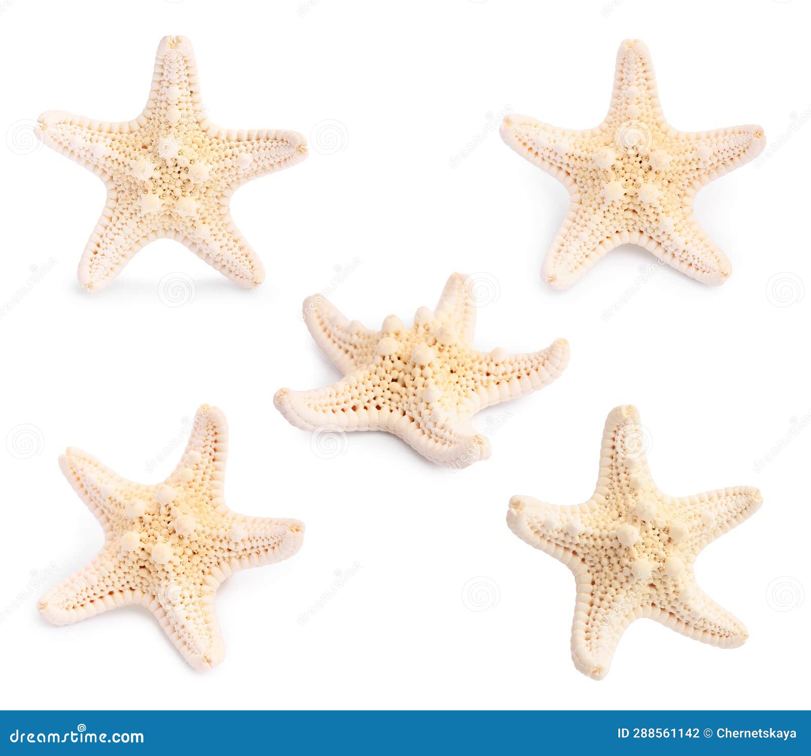 Collage with Sea Star Isolated on White, Different Angles Stock Photo ...