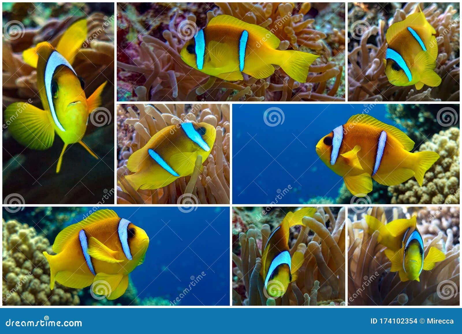 Collage Set of Nemo Fish Tropical Clown Fish Stock Photo Image of