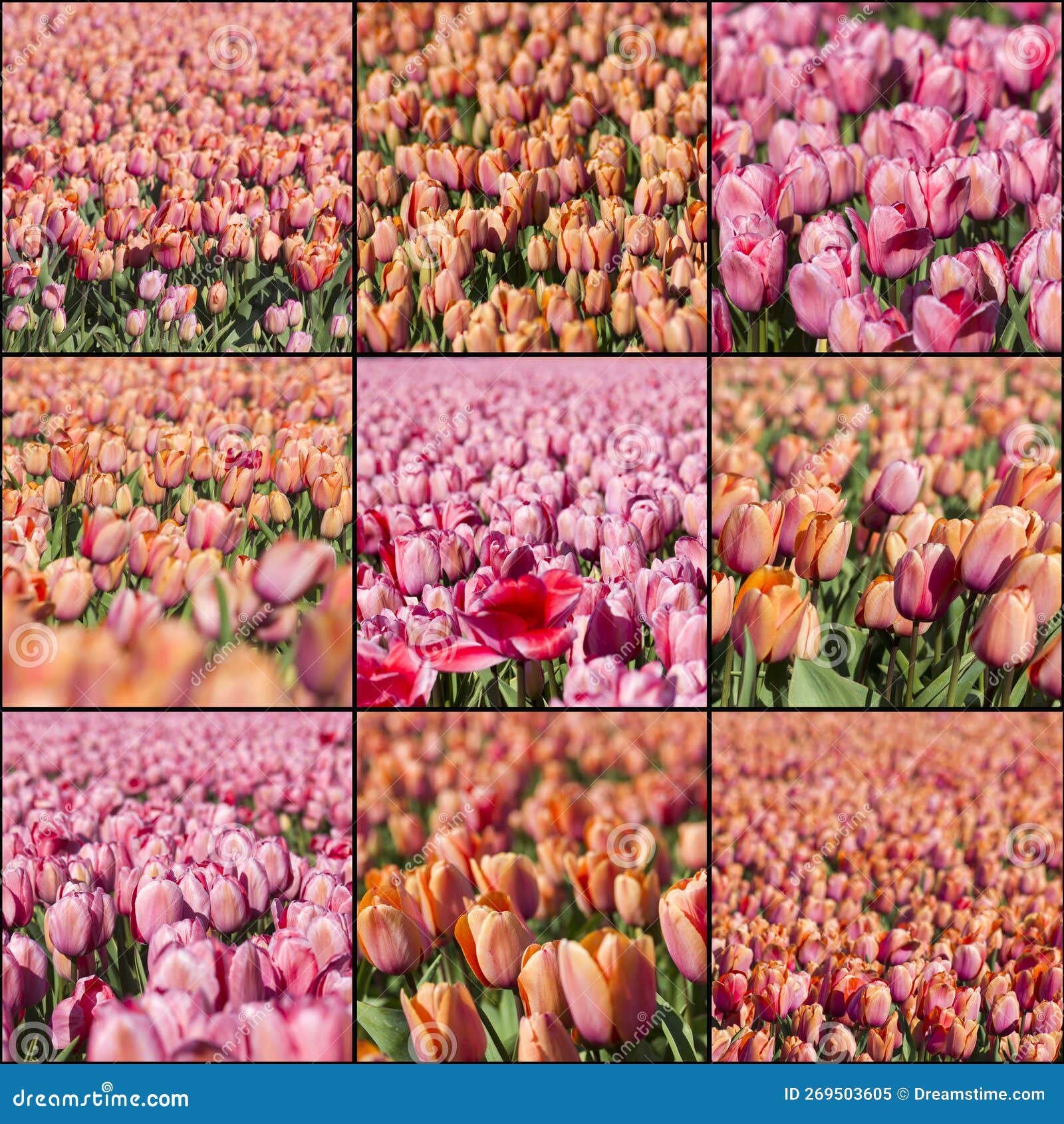 collage with tulips fowers