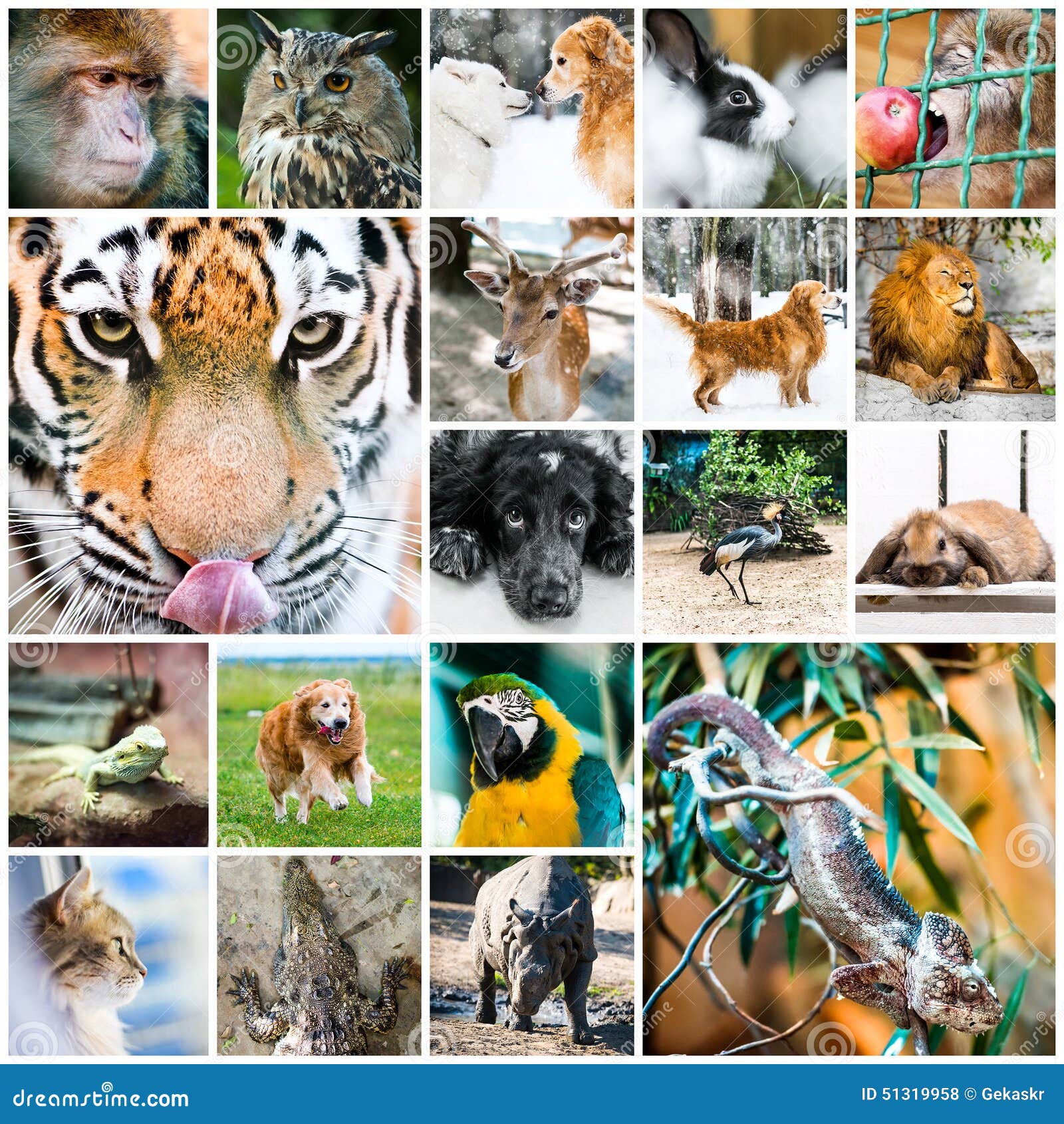 Afbeeldingsresultaat voor dieren collage