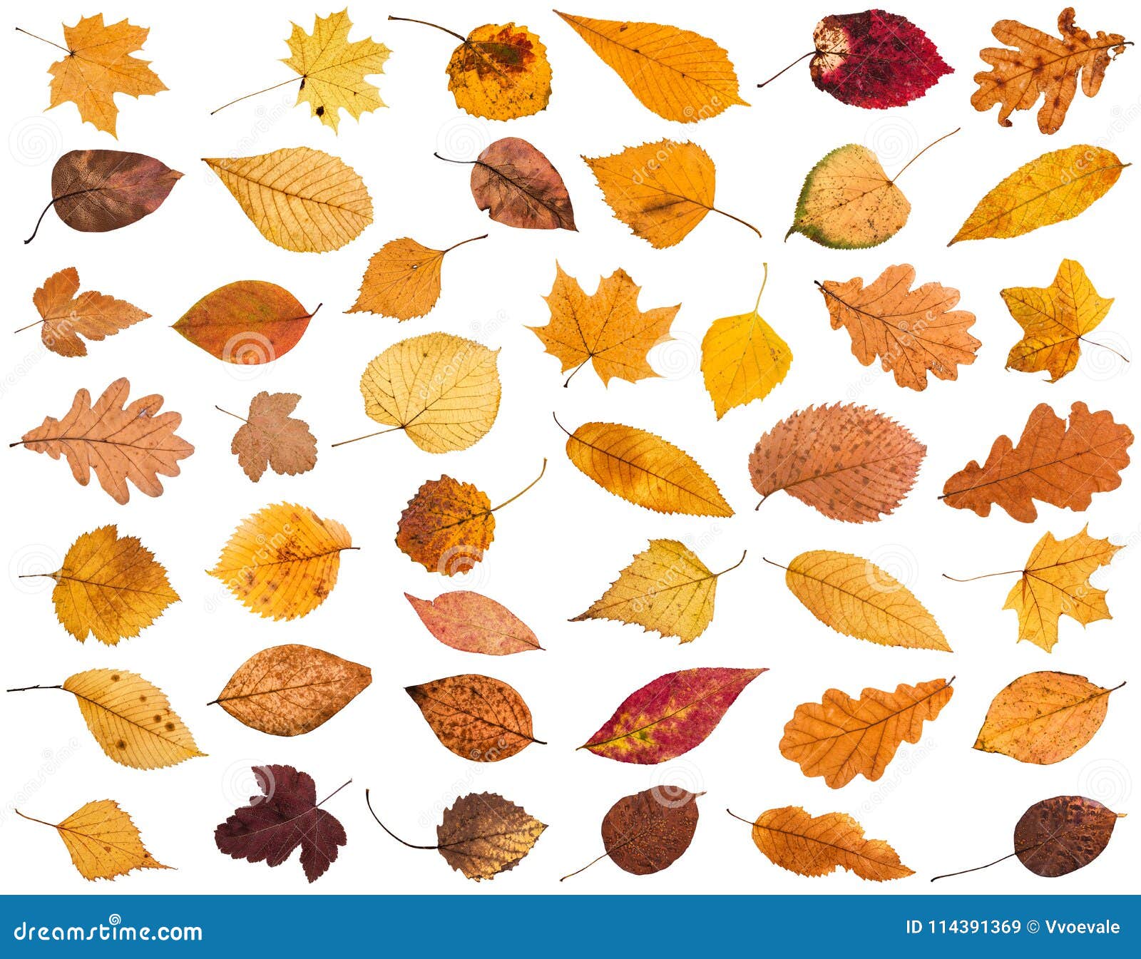 Collage from Various Dried Autumn Fallen Leaves Stock Image - Image of ...