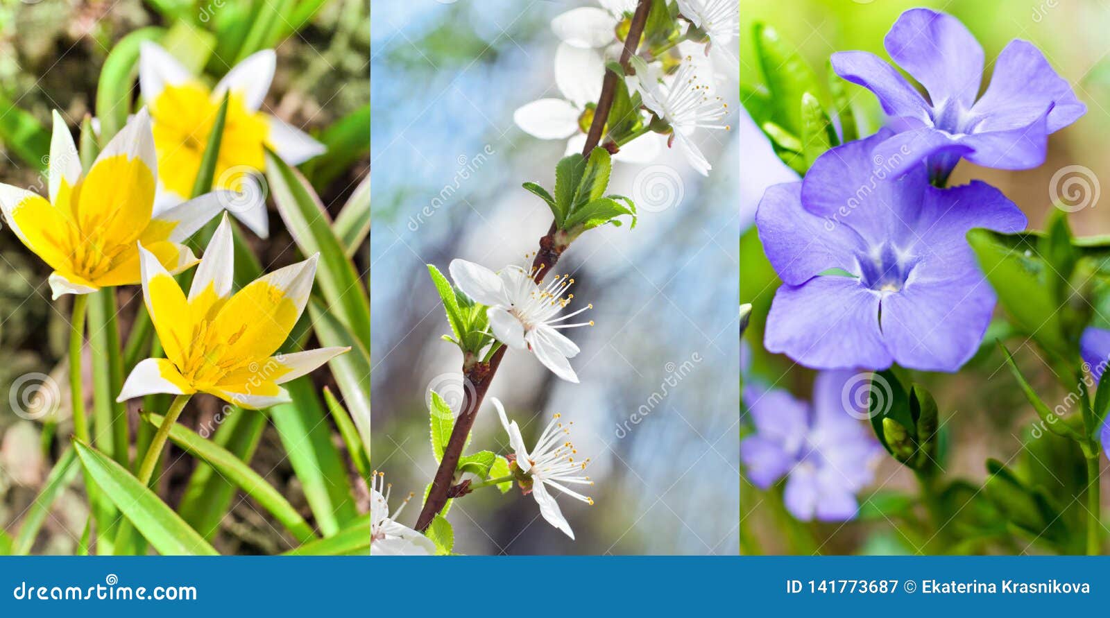 ÃÂ¡ollage of various spring flowers