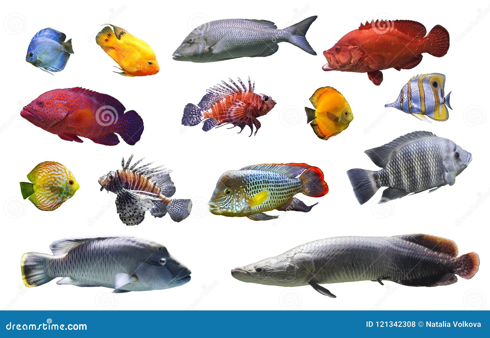 Collage Von Meer Und Fluss Fischen Exotische Fische Auf Dem Weissen Lokalisierten Hintergrund Stockfoto Bild Von Fischen Collage