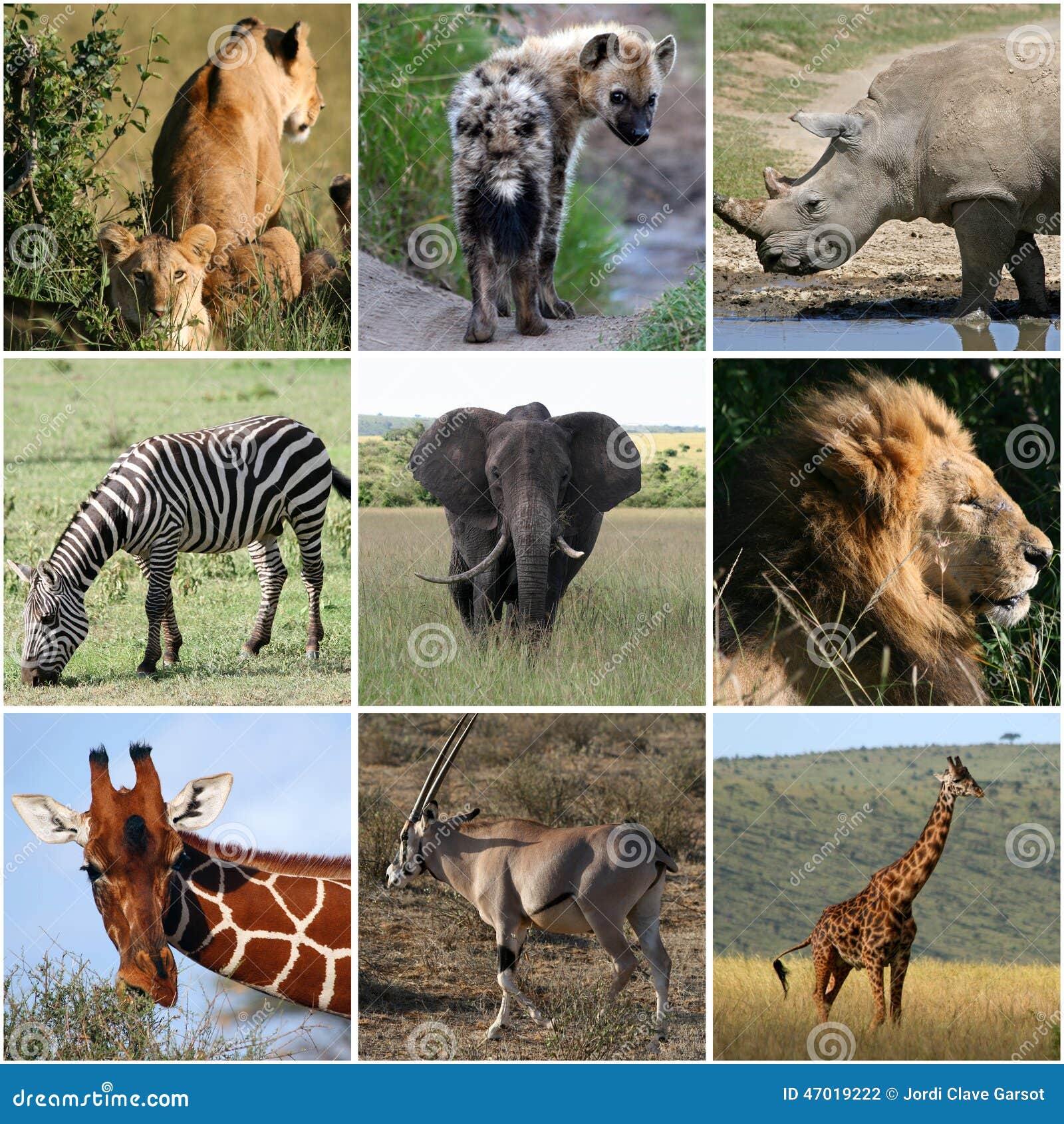 Collage of Wild Animals, Mammals Stock Photo - Image of background, skin:  47019222