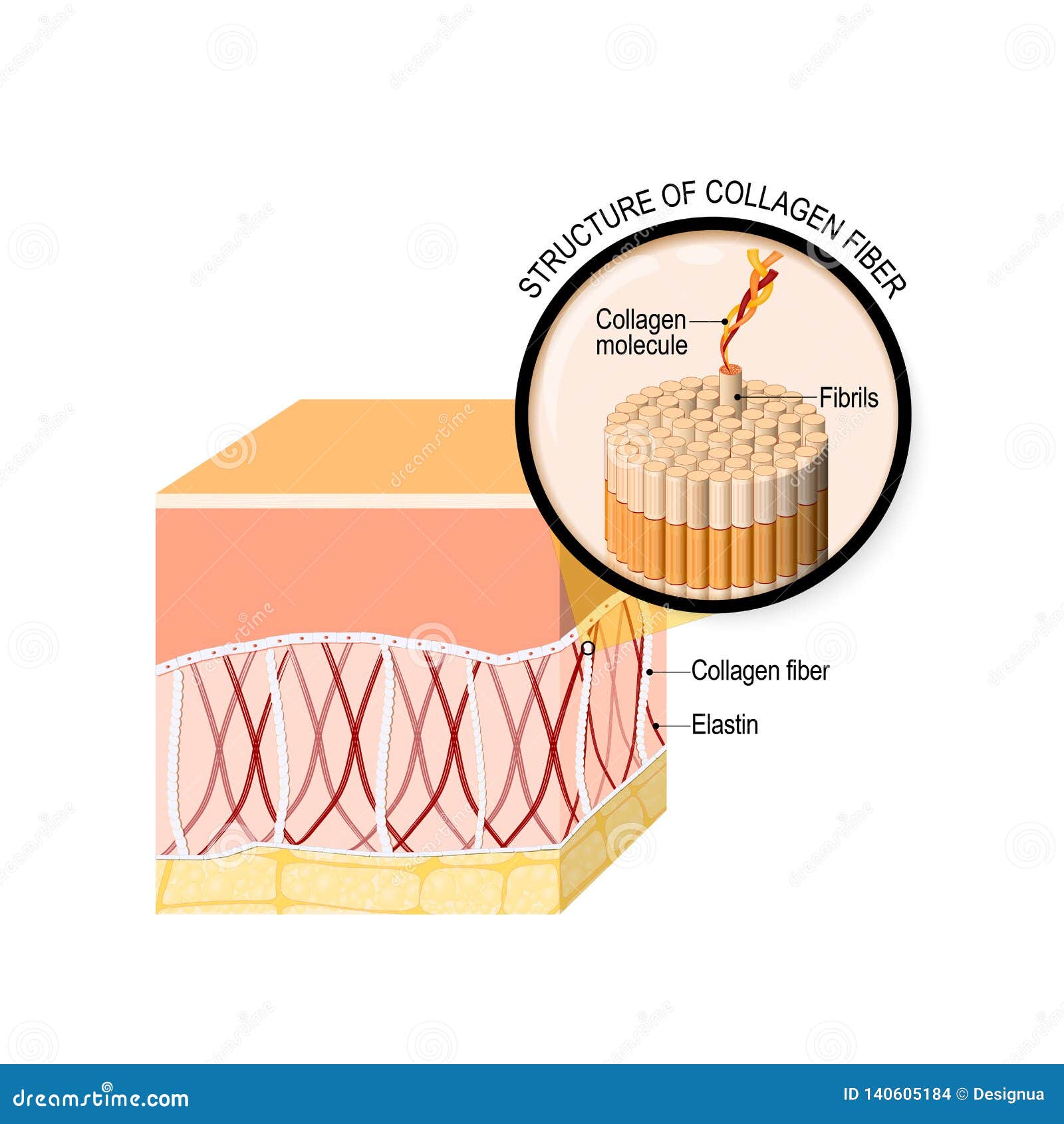 collagen fibers in a skin. close-up of collagen molecule