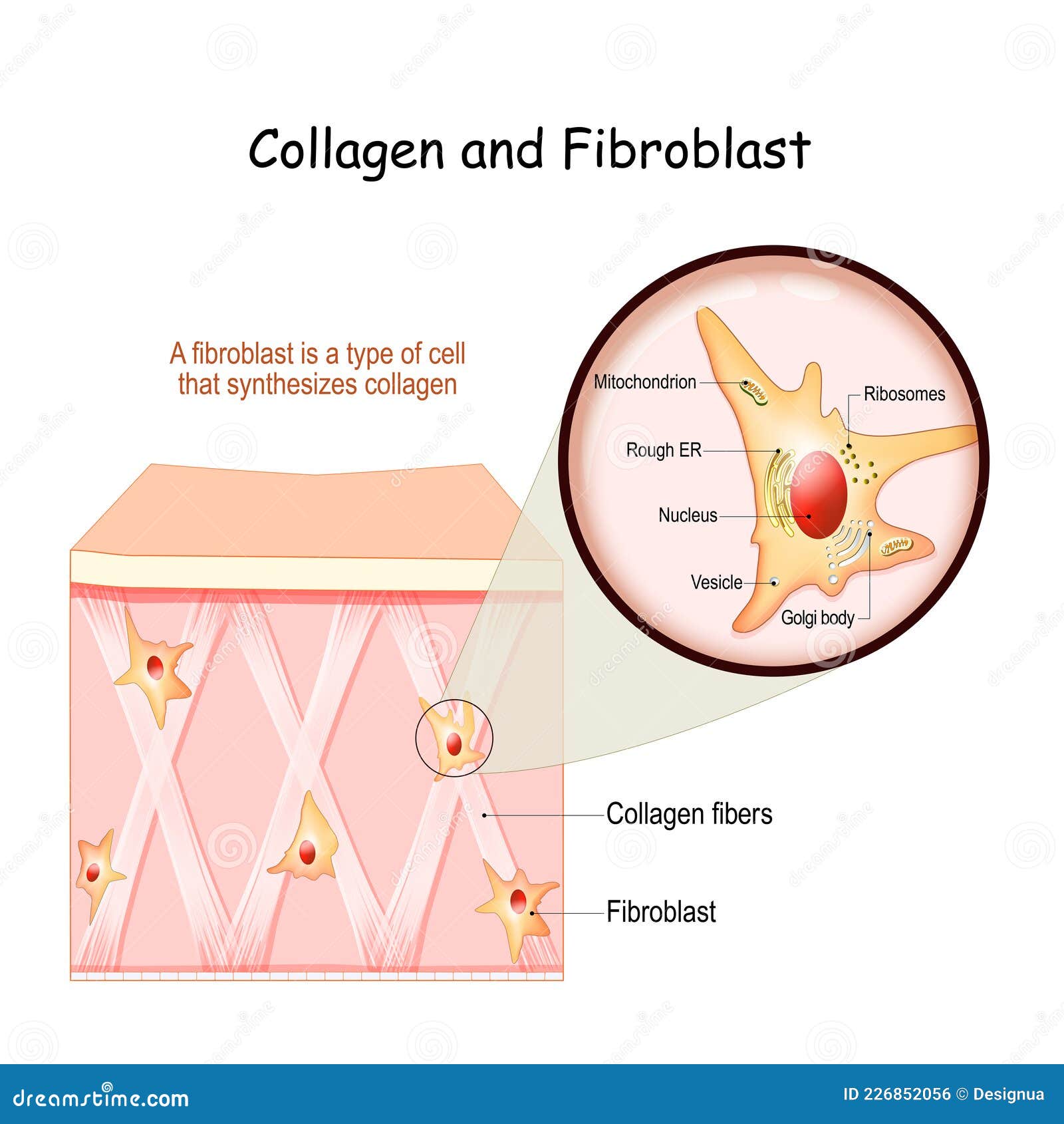 collagen and fibroblast