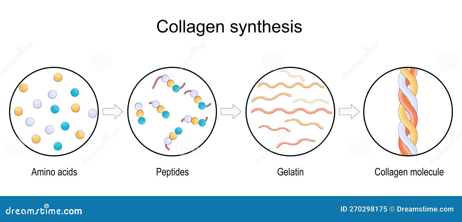 collagen synthesis. from amino acids and peptides, to gelatin and collagen molecule