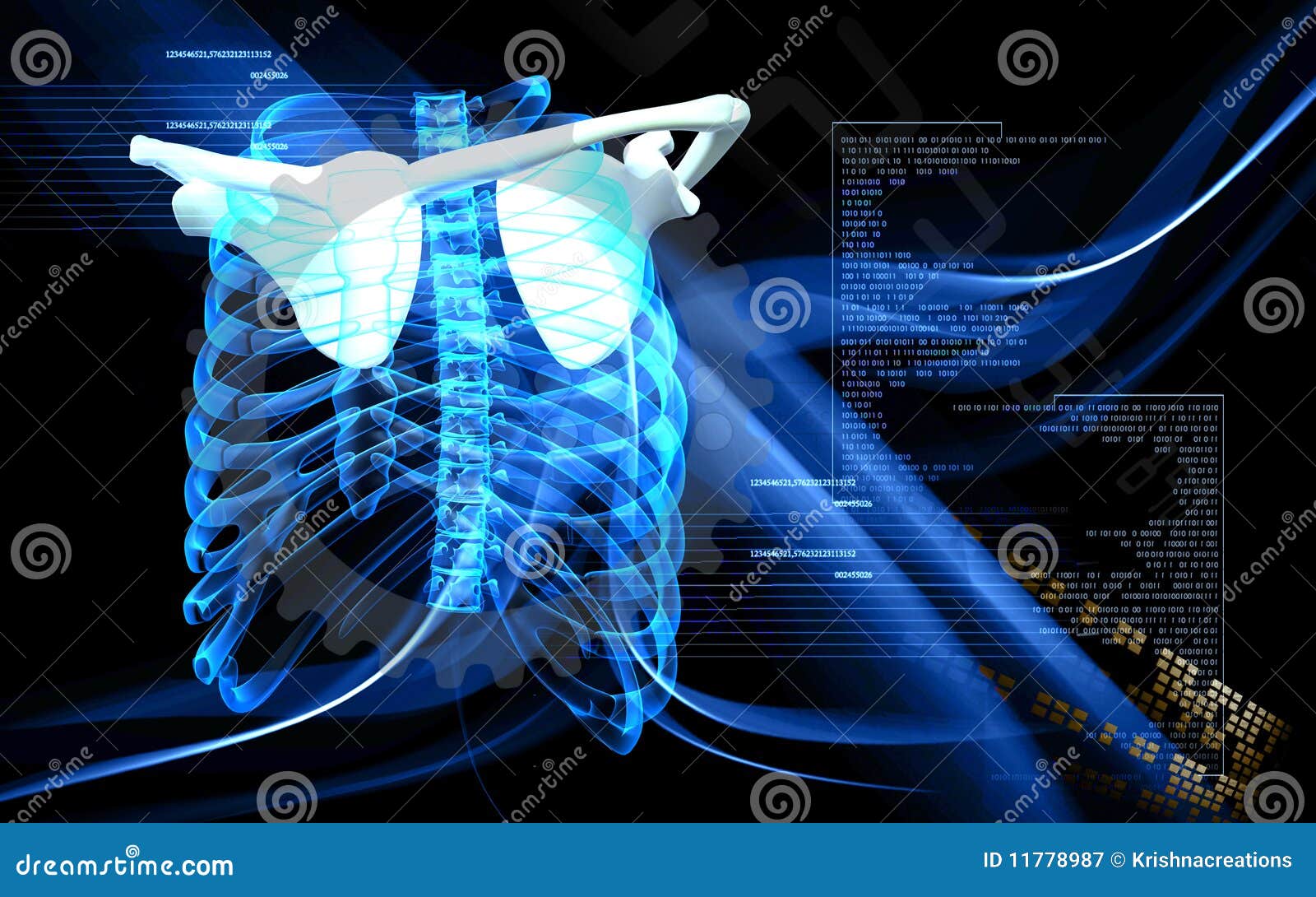 Collar Bone Stock Illustration Illustration Of Blue 11778987