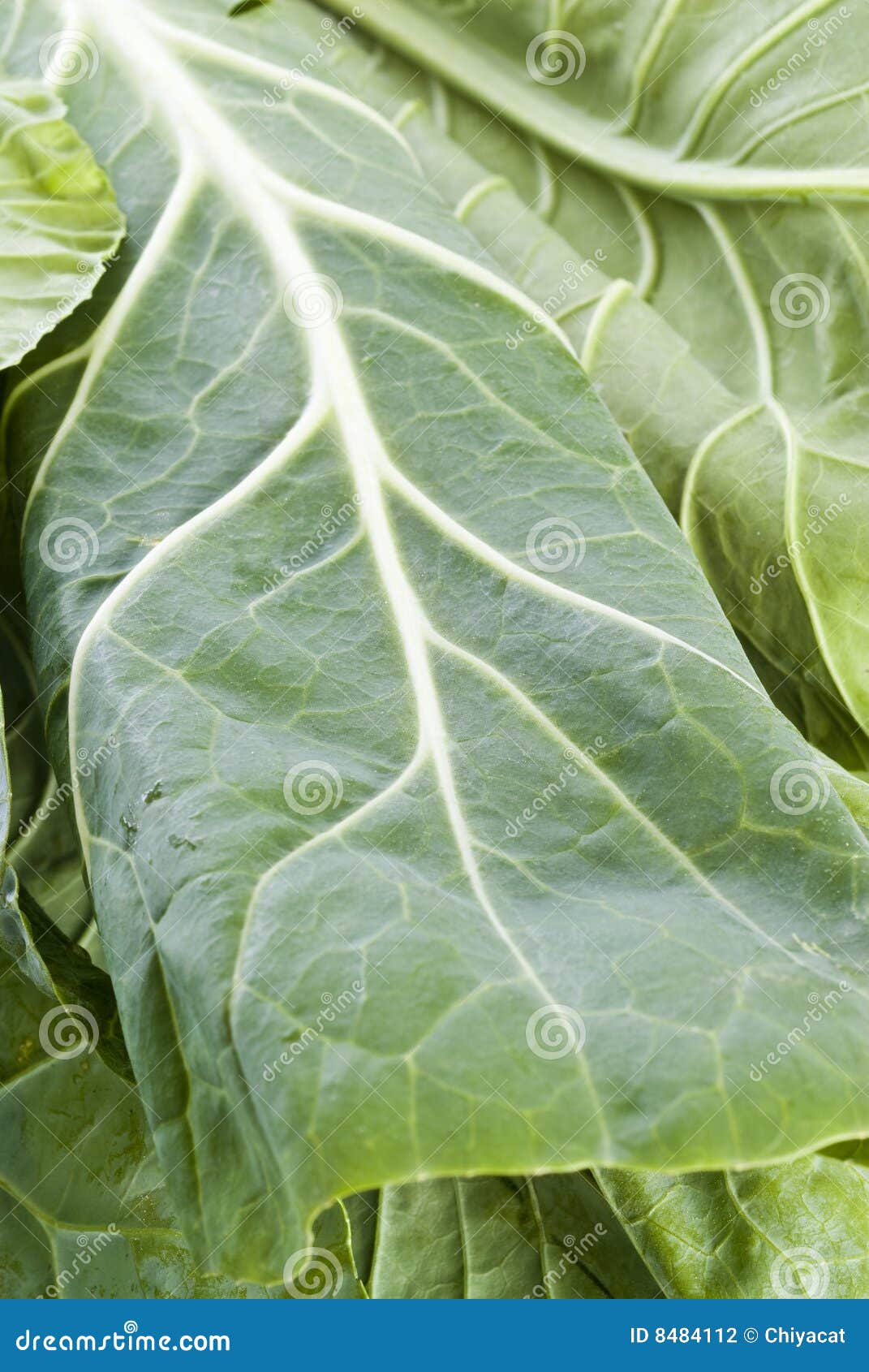 Collard Greens stock photo. Image of leaves, food, cabbage 8484112