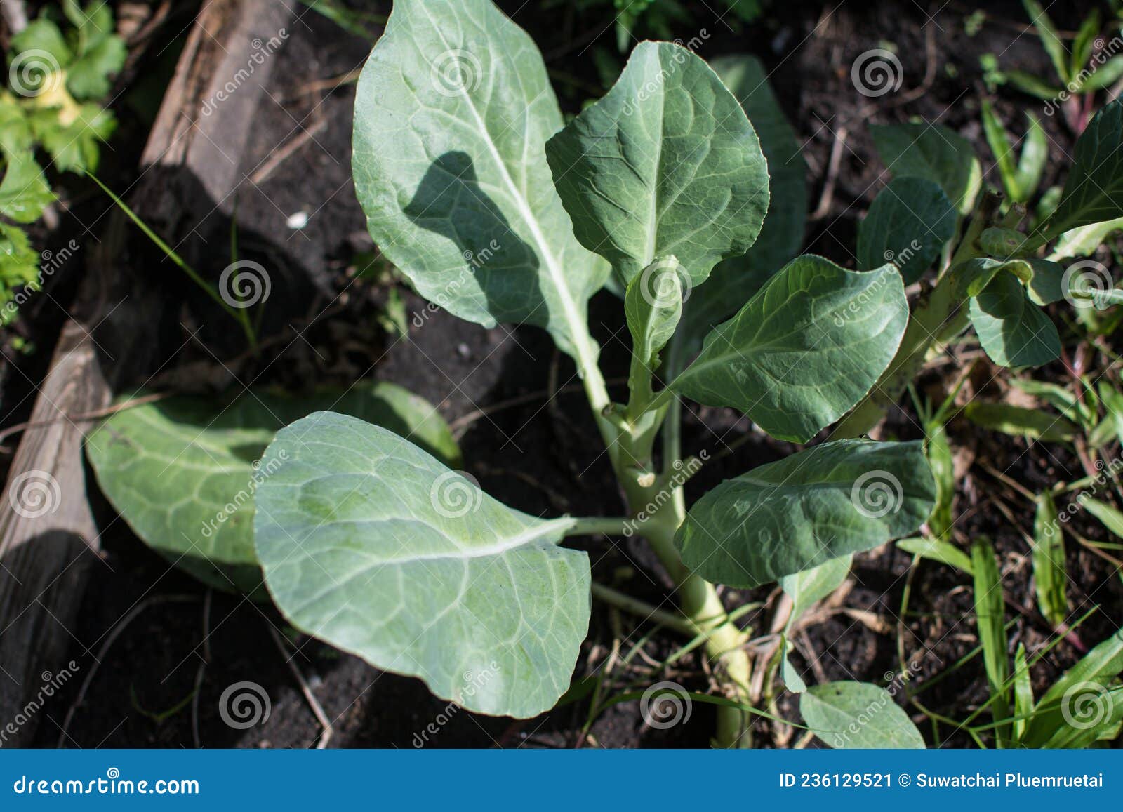 Collard Greens in the Little Garden Stock Image Image of green, diet