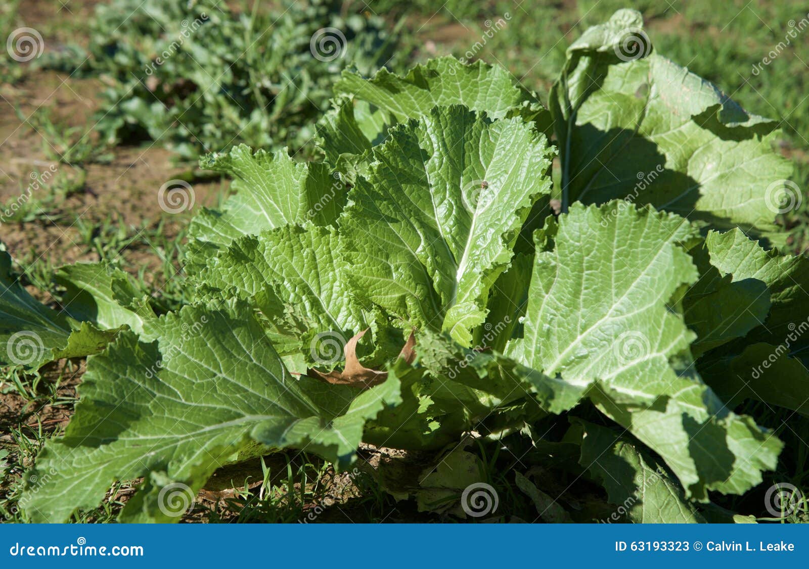 Collard Greens Que Crece En Un Campo Imagen de archivo Imagen de