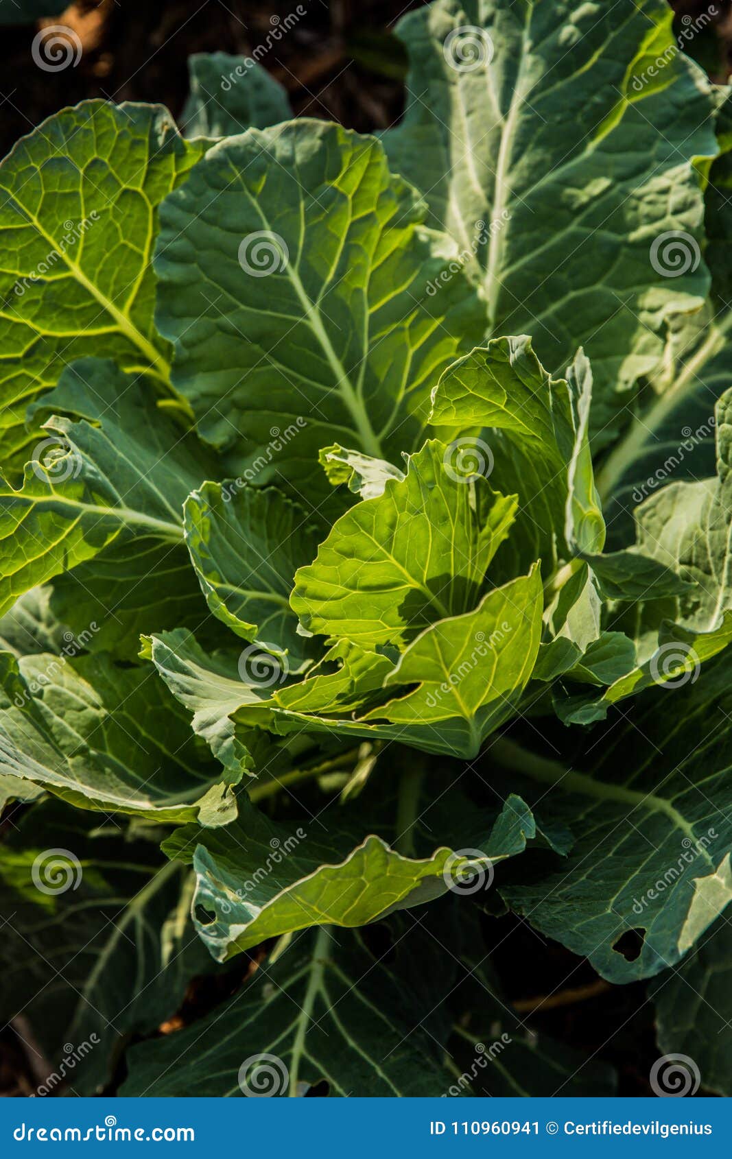 Collard Greens Que Cresce Em Sunny Garden Imagem de Stock Imagem de