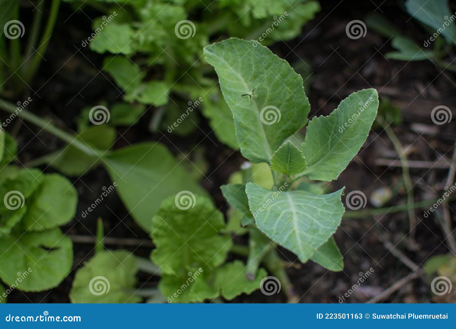 Collard Greens Vegetable Planting Stock Image Image of cook, organic