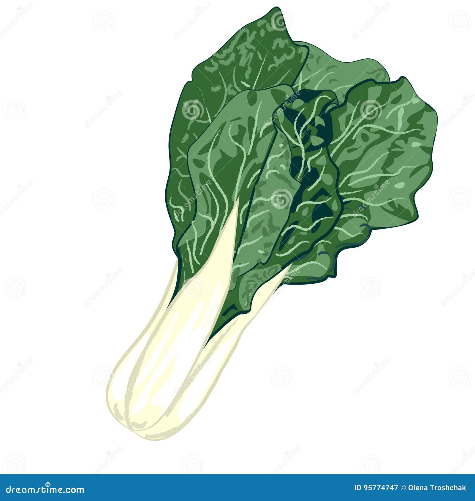 COLLARD GREENS stock vector. Illustration of icon, fresh 95774747