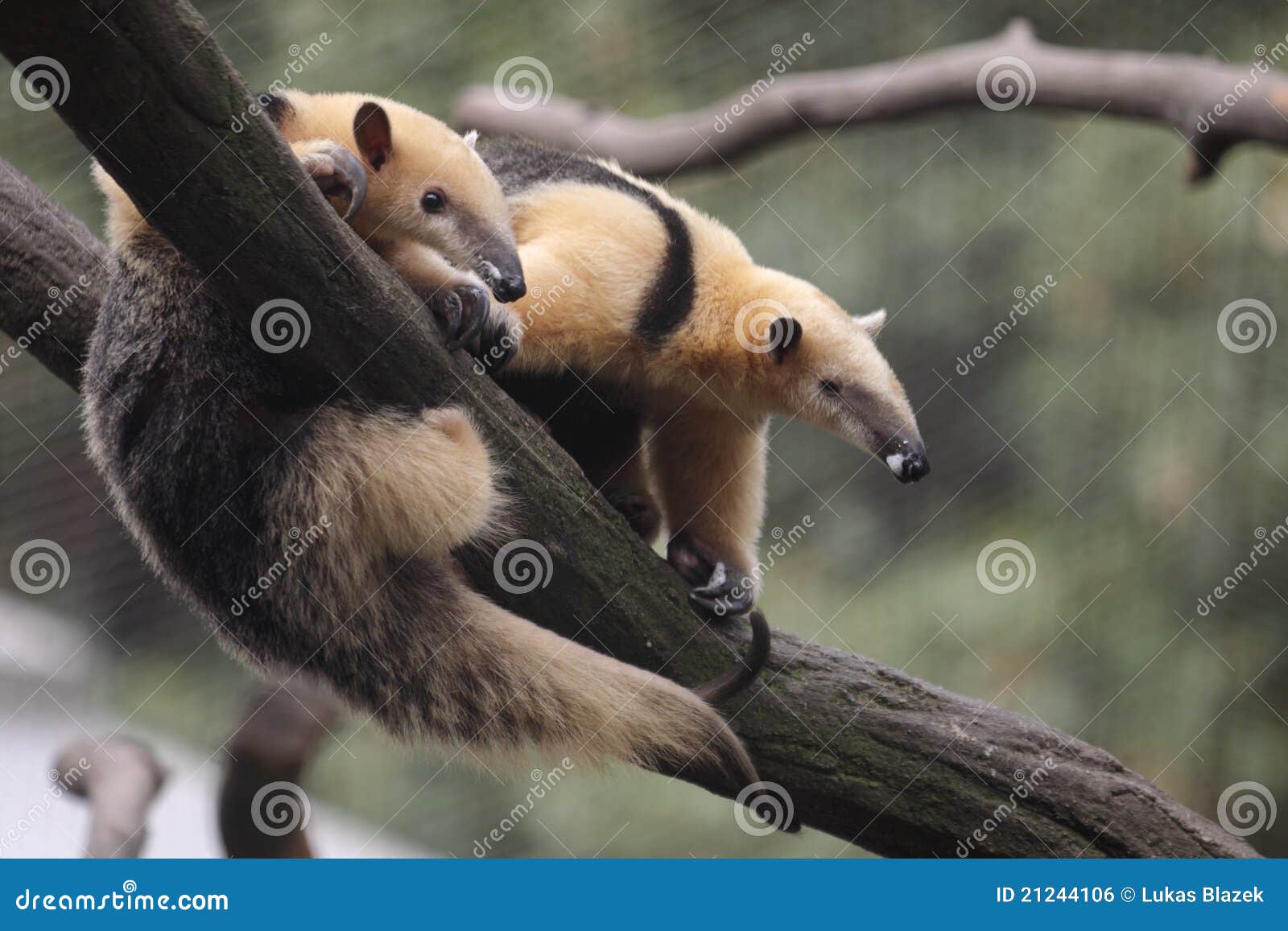 collared anteater