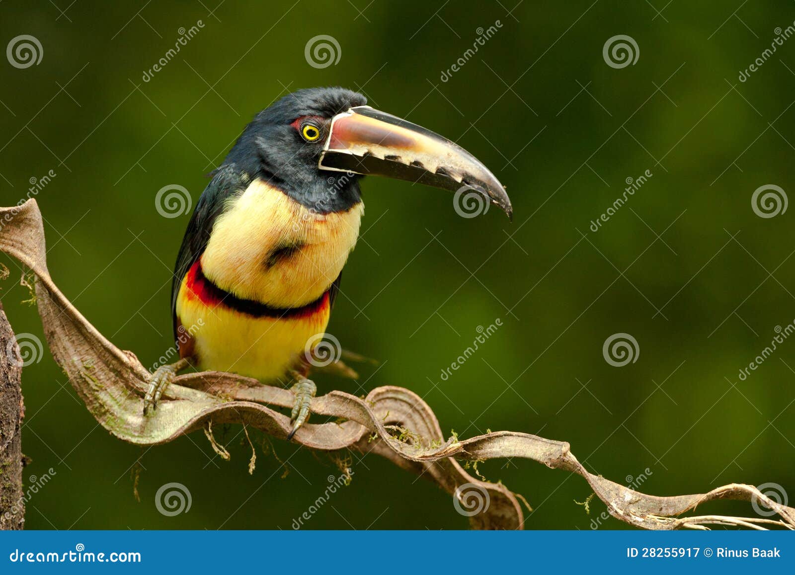 collared aracari