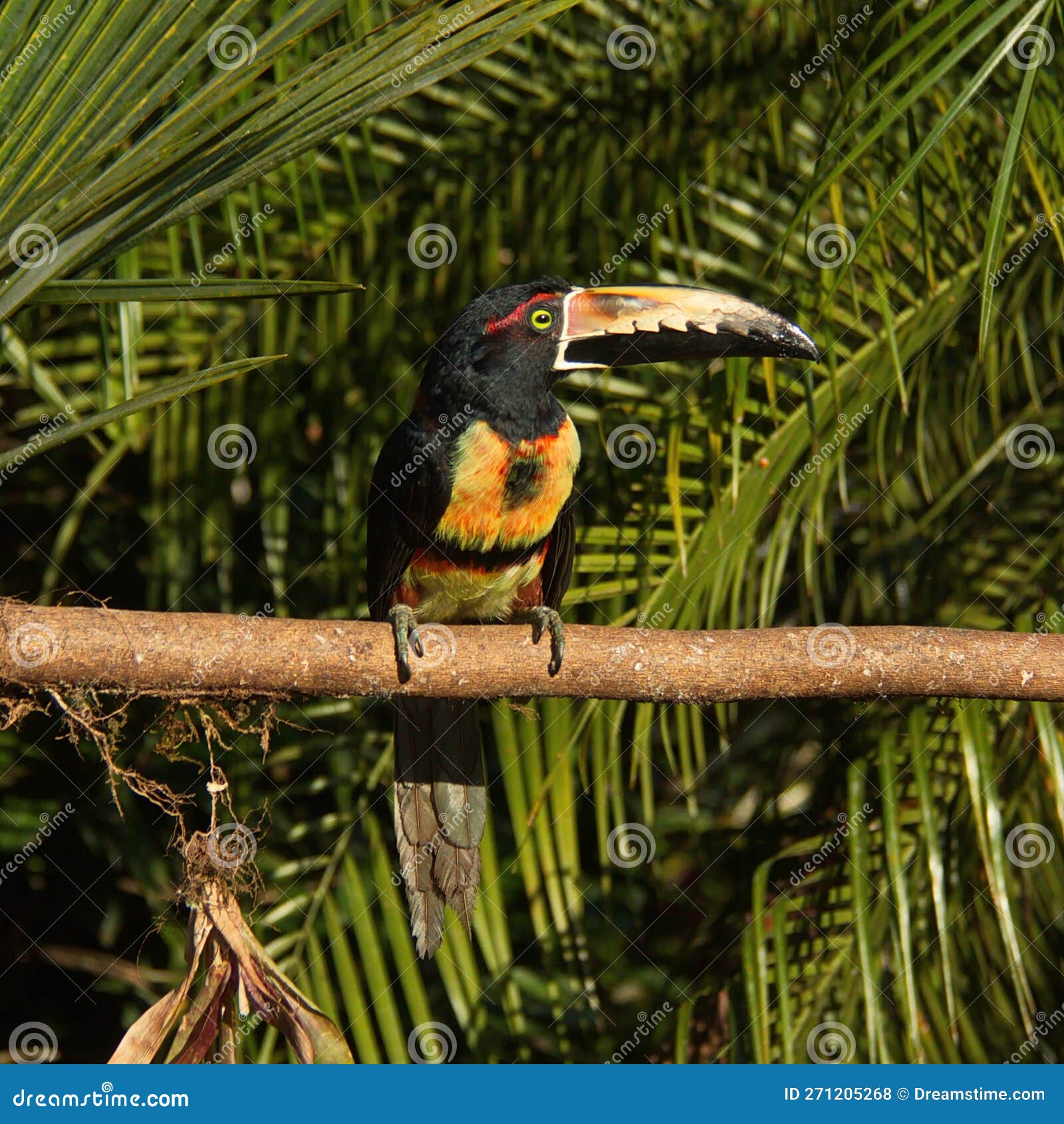 collared aracari in pedacito de cielo near boca tapada in costa rica