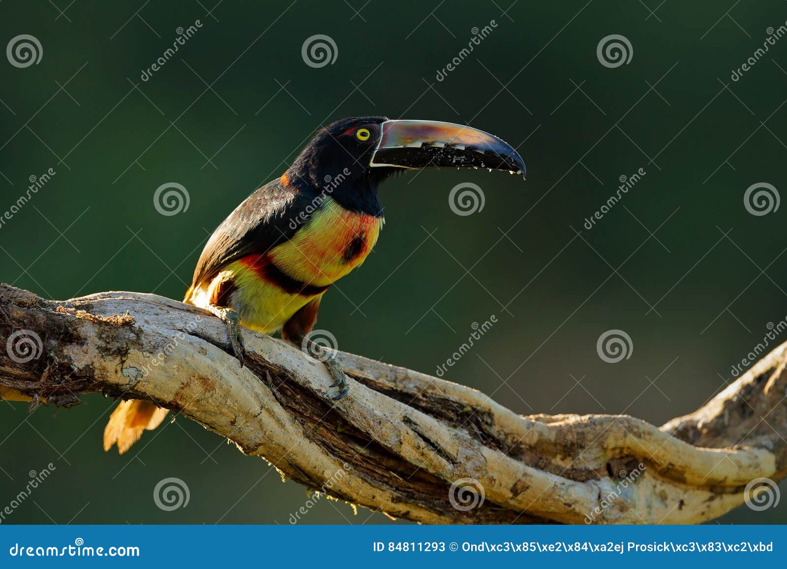collared aracari, pteroglossus torquatus, bird with big bill. toucan sitting on the branch in the forest, boca tapada, laguna de l