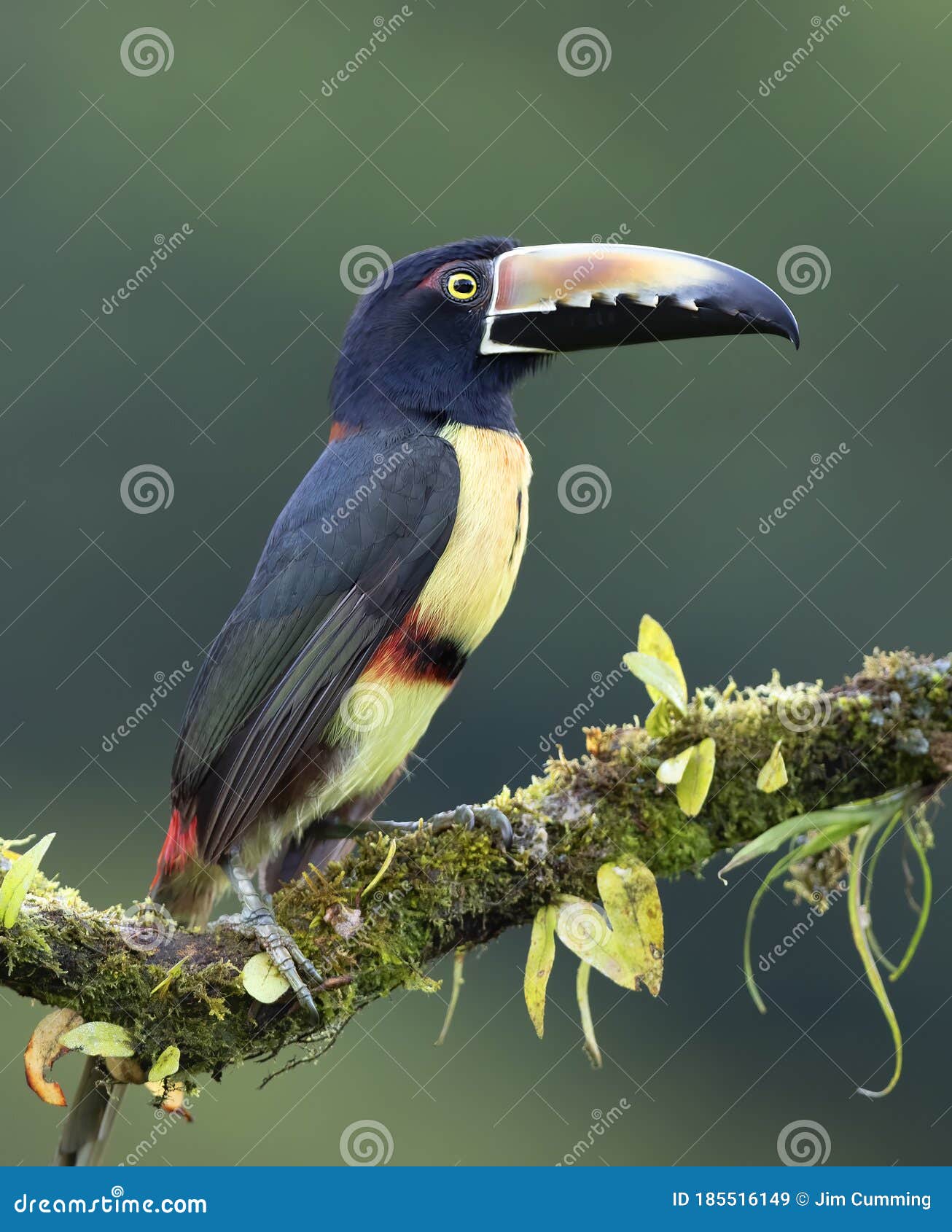 a collared aracari toucan pteroglossus torquatus perched on a leafy branch