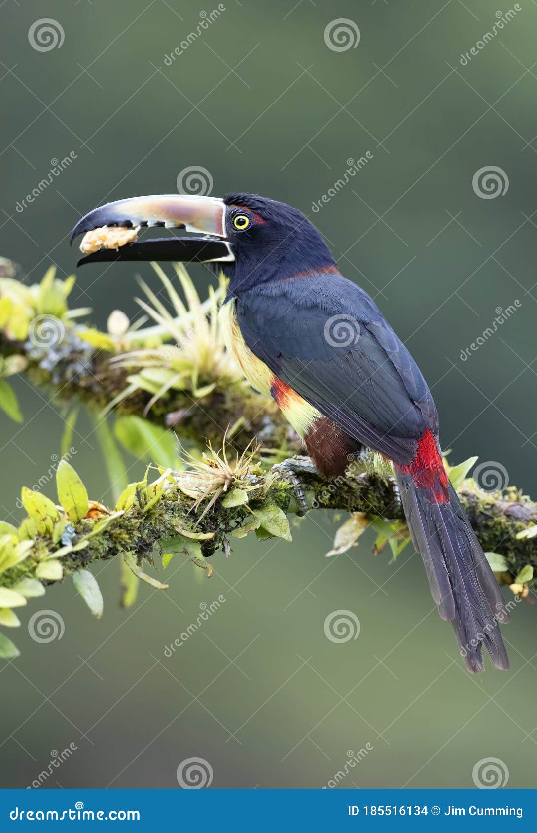 a collared aracari toucan pteroglossus torquatus perched on a leafy branch