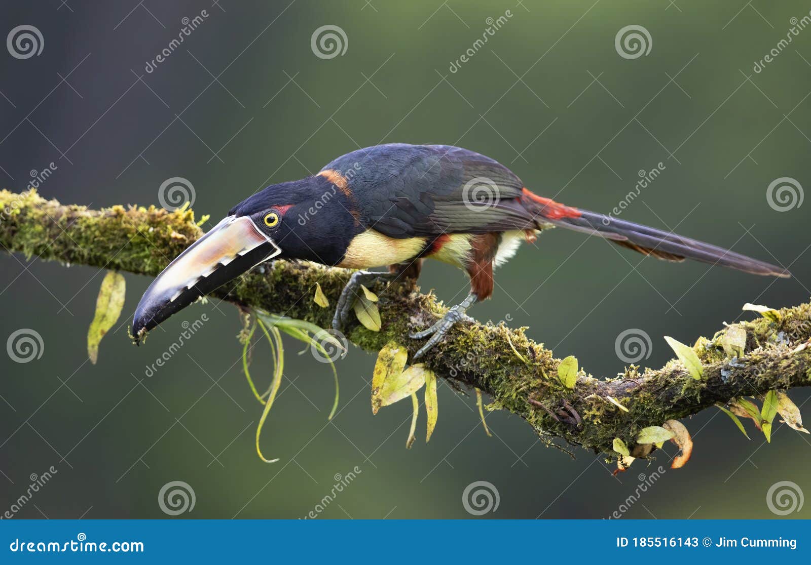 a collared aracari toucan pteroglossus torquatus perched on a leafy branch