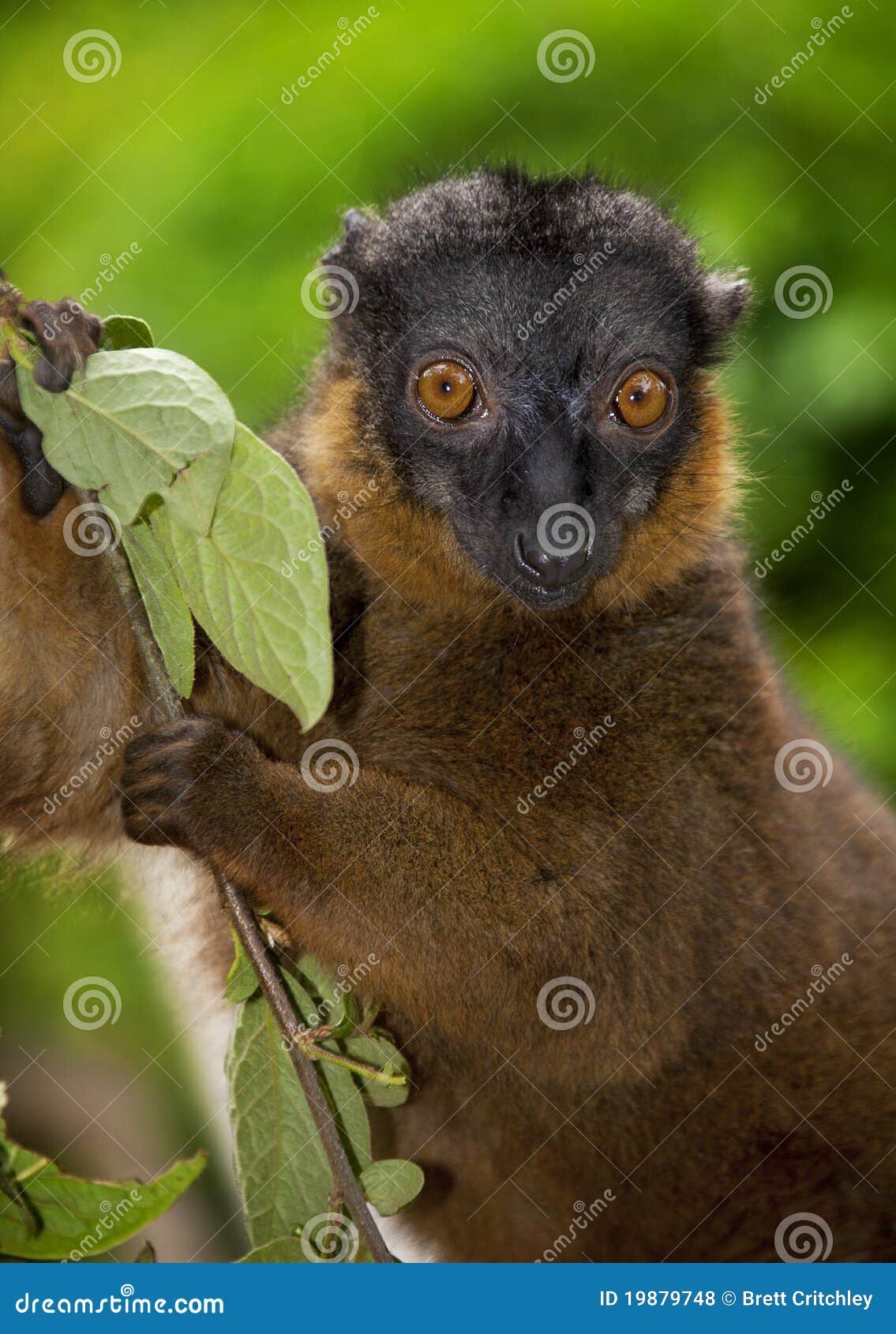 collared brown lemur