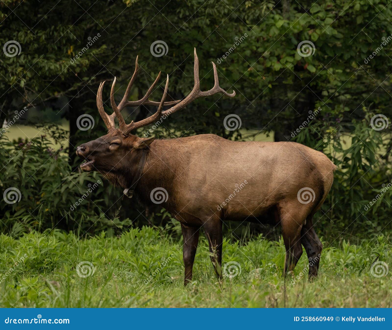 Collared Bull Elk Digs Deep for a Bugle Stock Image Image of face