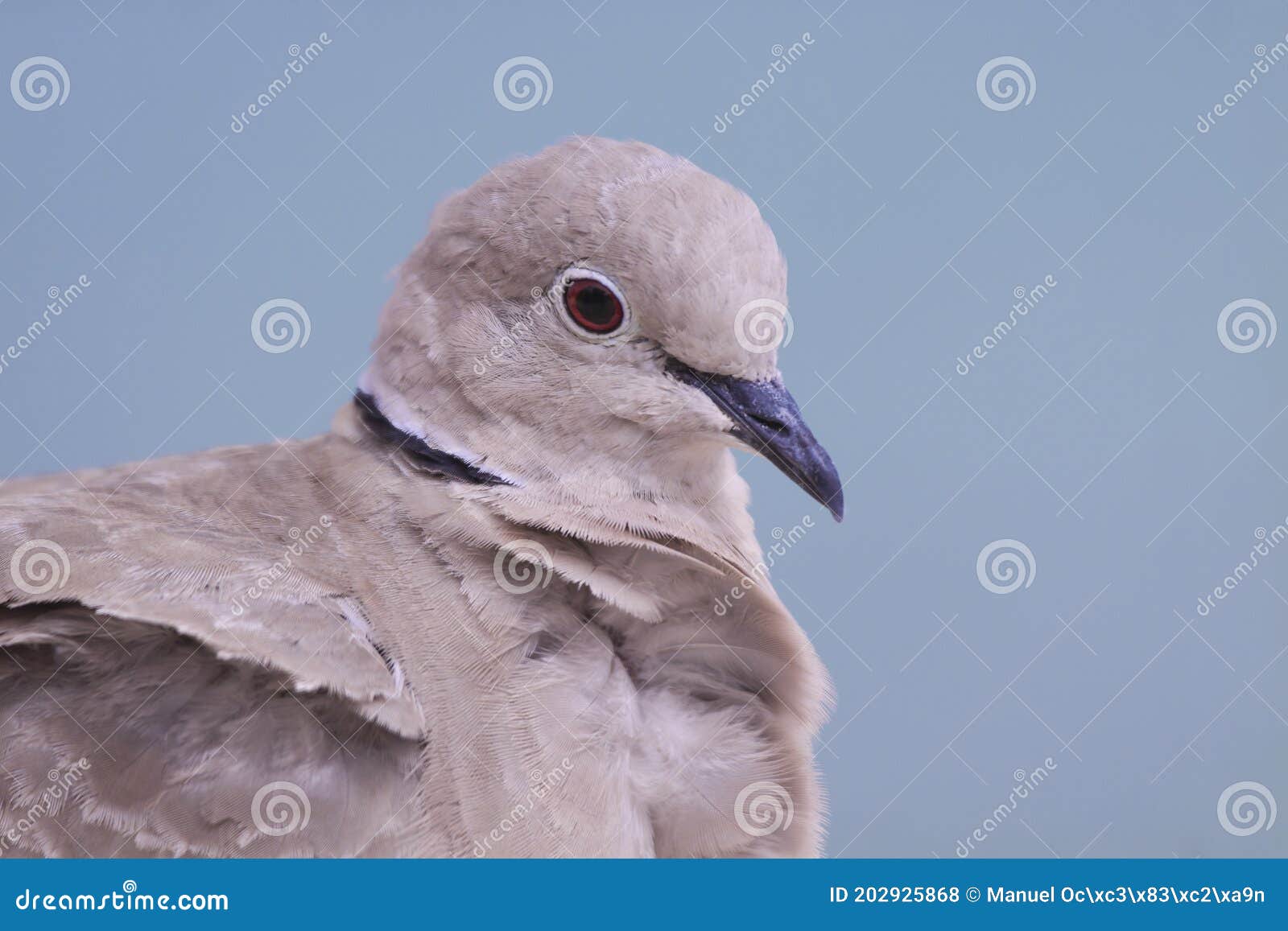 Collared Dove Streptopelia Decaocto in Fuerteventura Stock Photo