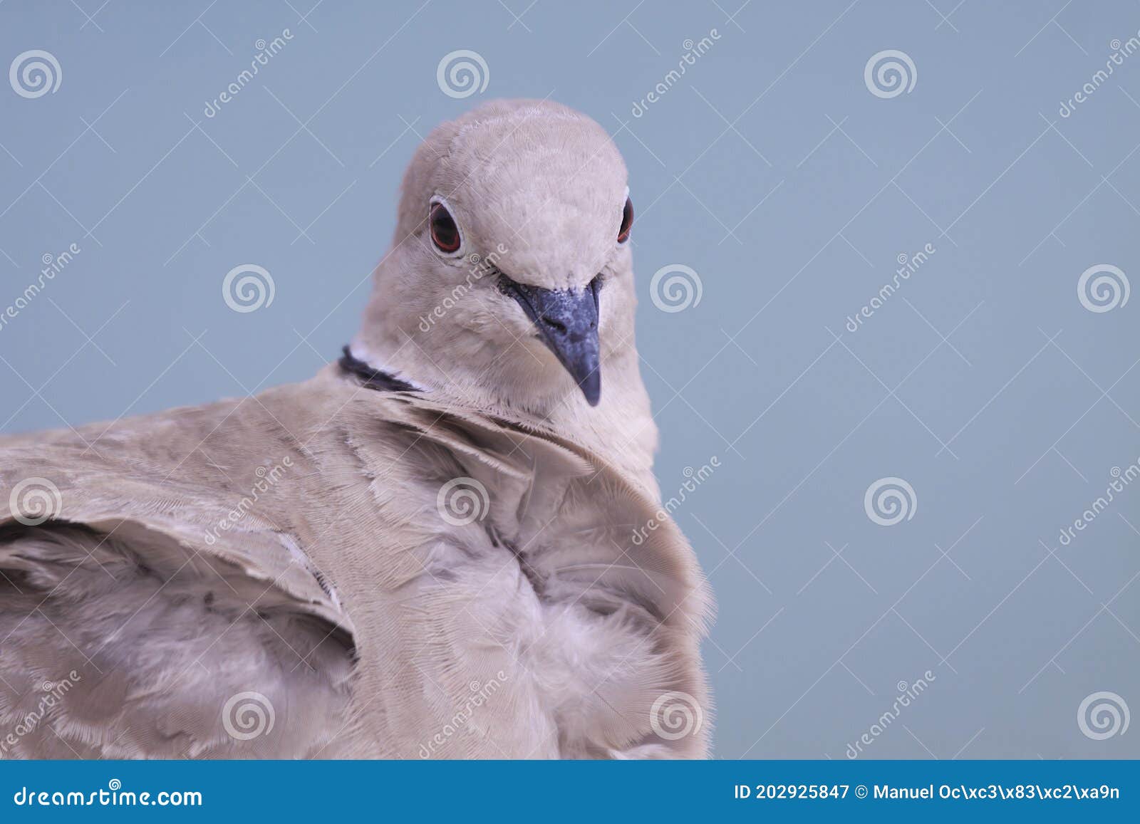 Collared Dove Near the Sea. Stock Image Image of background, colorful