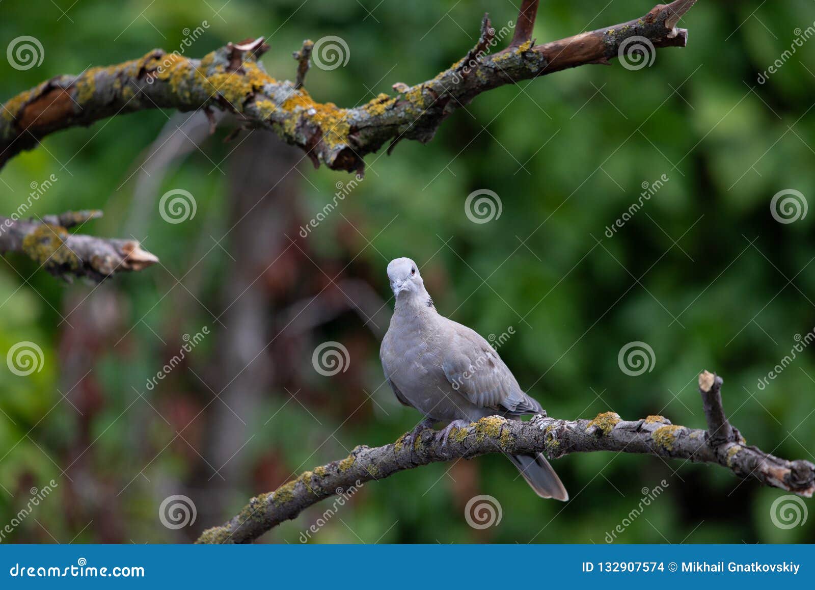 collared dove or streptopelia decaocto on branch