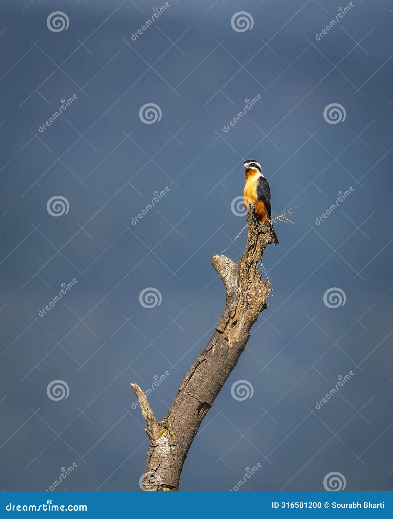 collared falconet or microhierax caerulescens bird of prey falconidae perched high on tree natural blue sky background at dhikala