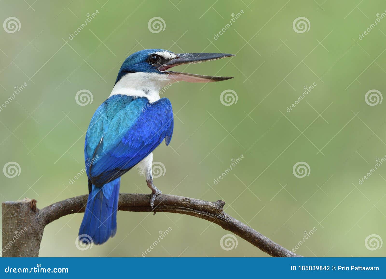 Collared Kingfisher Singing with Widely Open Large Sharp Beaks ...