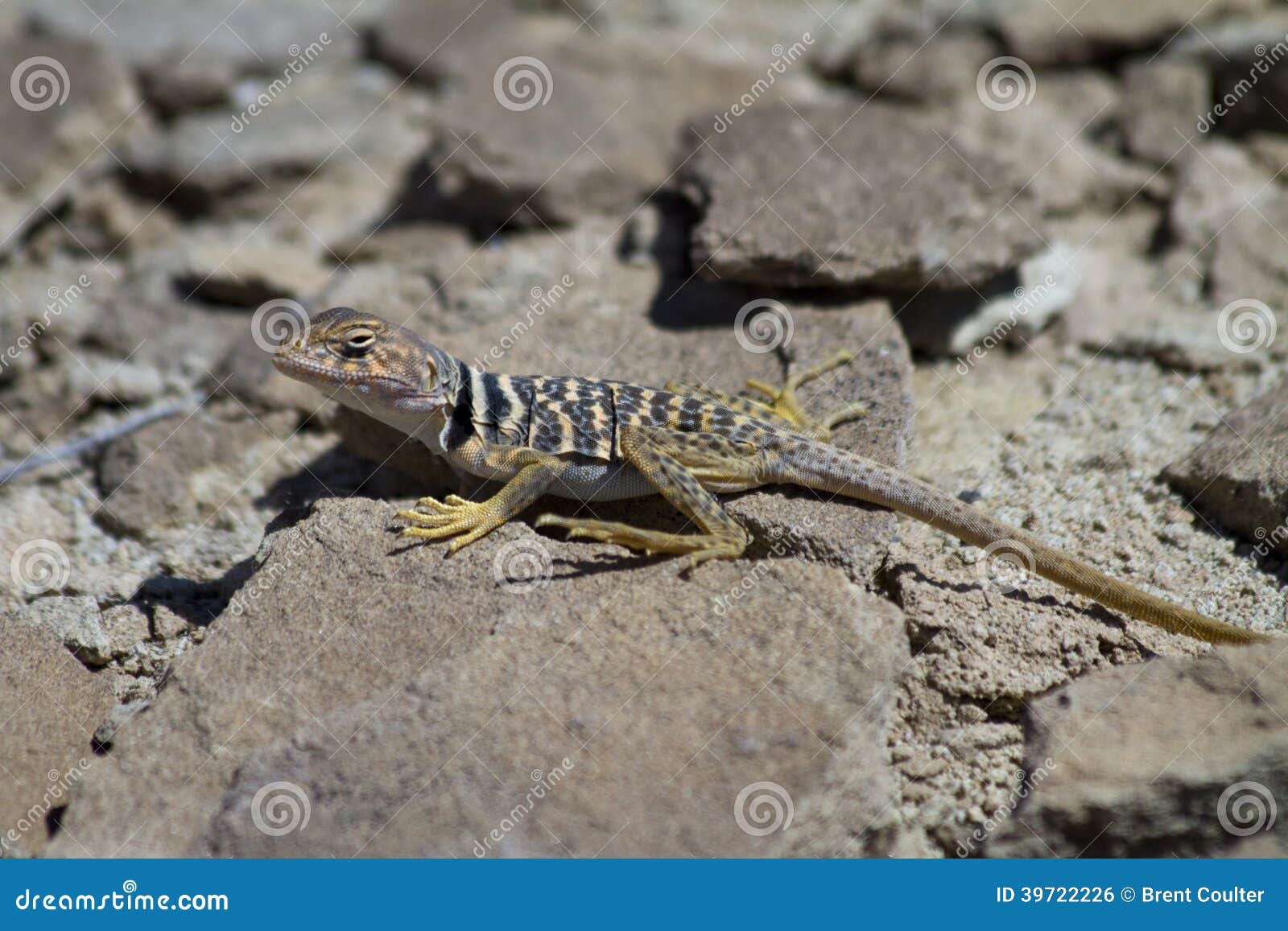Collared Lizard stock photo. Image of wildlife, reptile 39722226