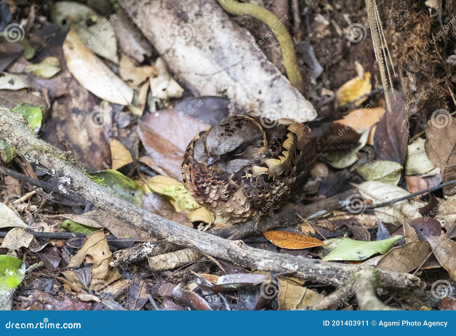 collared nightjar, gactornis enarratus